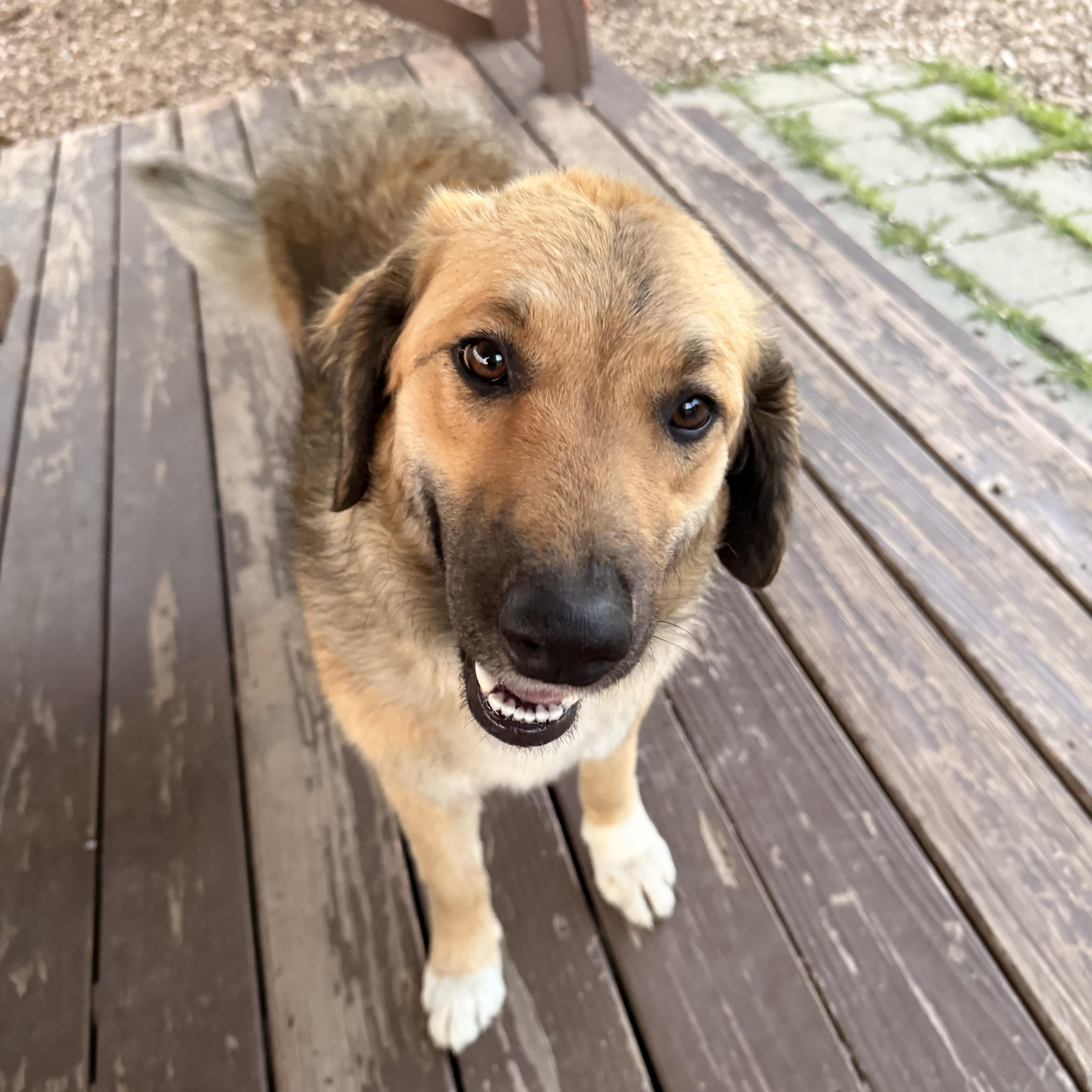 Sadie, an adopted mixed breed in Pacific, MO image 2/5
