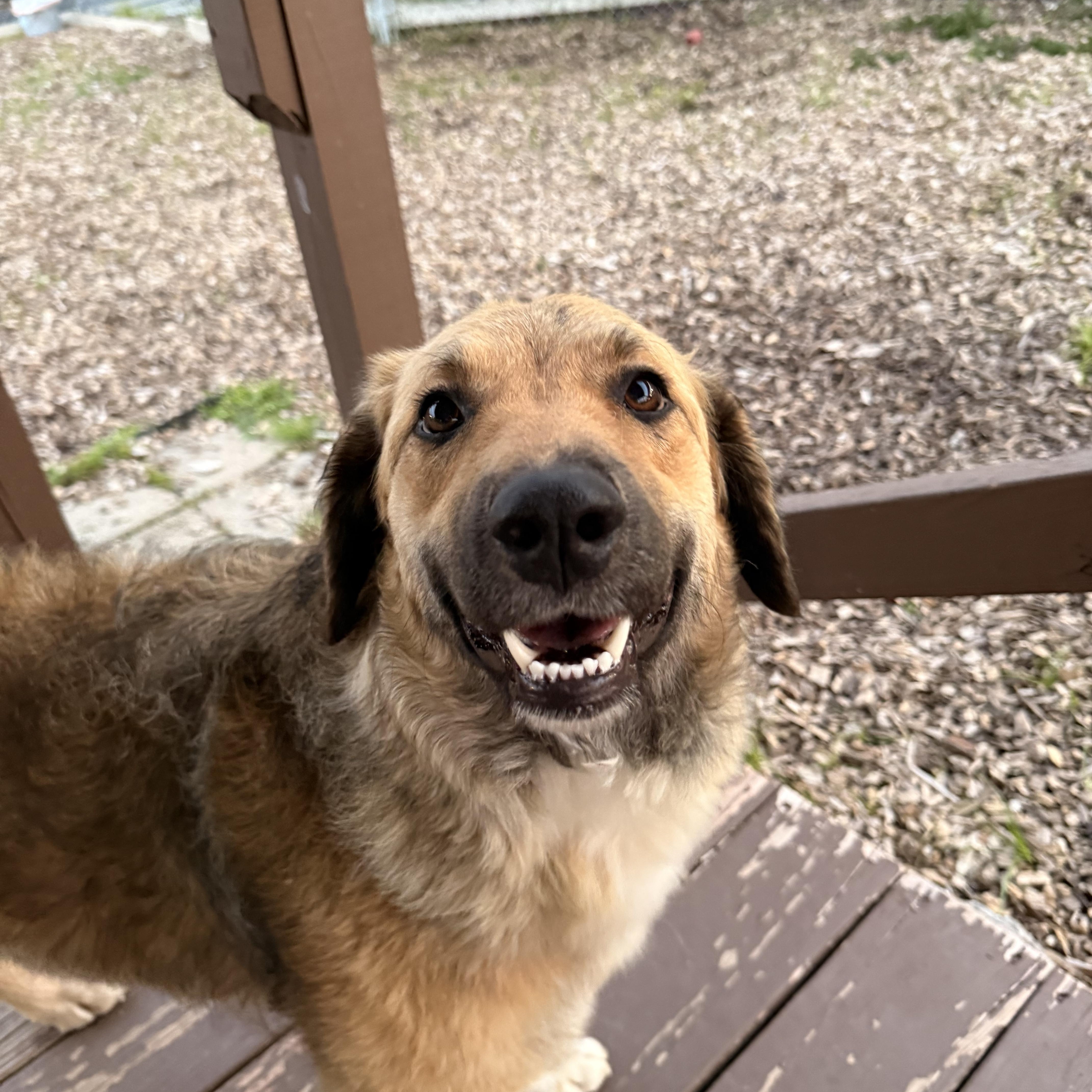 Sadie, an adopted mixed breed in Pacific, MO image 5/5