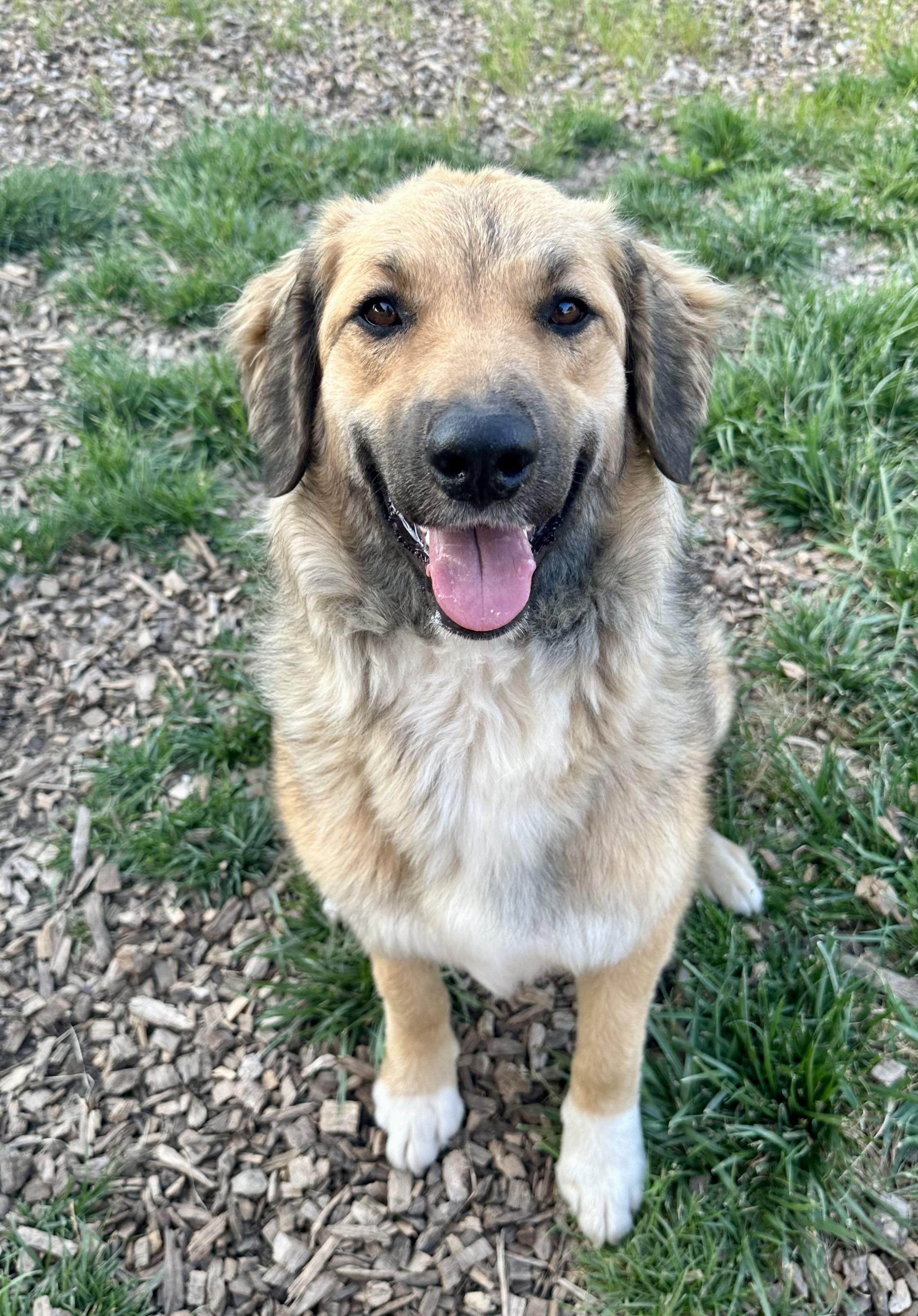 Sadie, adopted, Young Female Shepherd.
