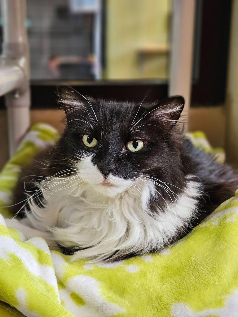 Stevie Licks, Adoptable, Senior Female Domestic Short Hair.