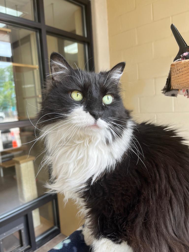 Stevie Licks, Adoptable, Senior Female Domestic Short Hair.