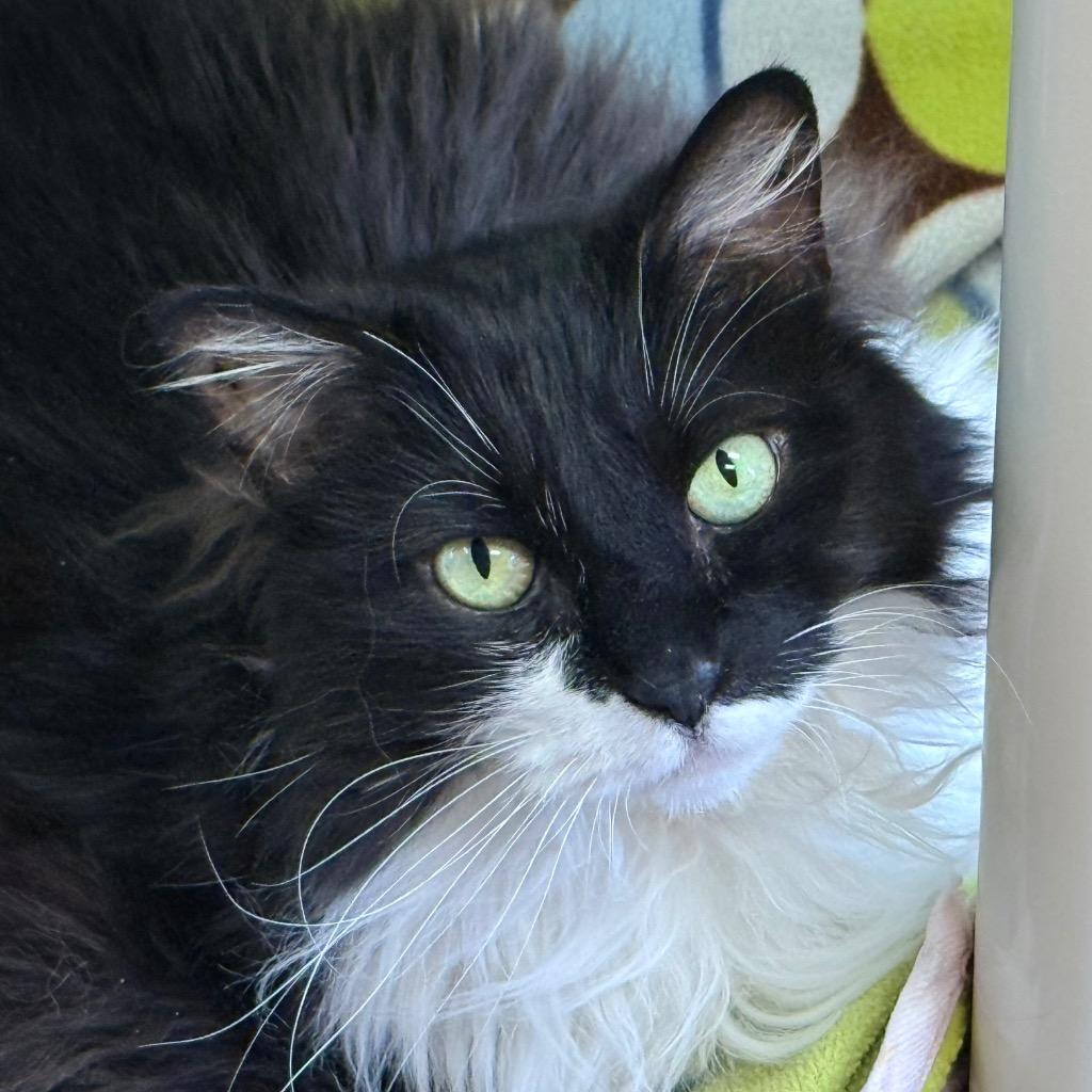 Stevie Licks, Adoptable, Senior Female Domestic Short Hair.