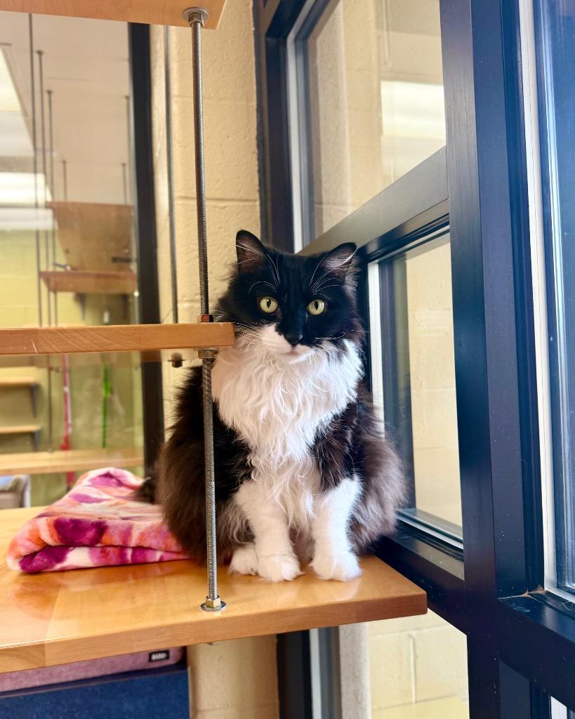 Enlarge Stevie Licks, a Adoptable mixed breed in Cincinnati, OH image 2/5