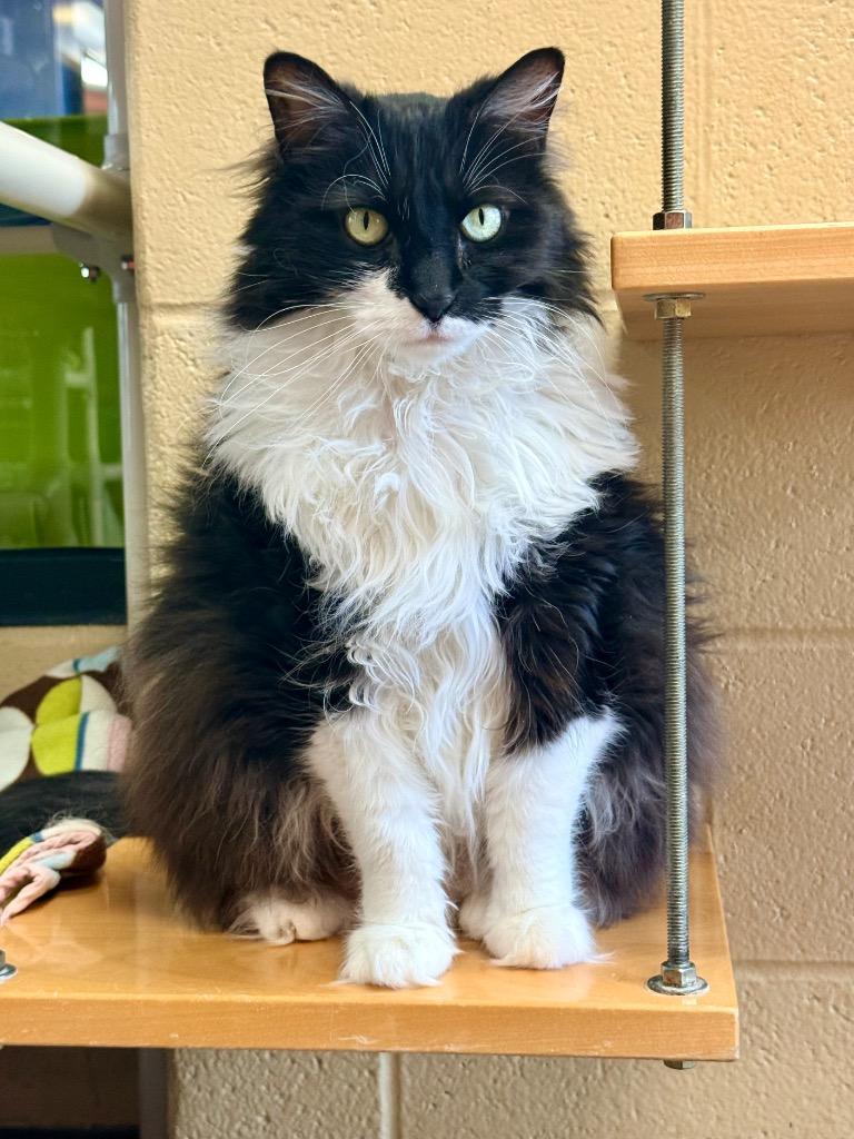 Enlarge Stevie Licks, a Adoptable mixed breed in Cincinnati, OH image 3/5