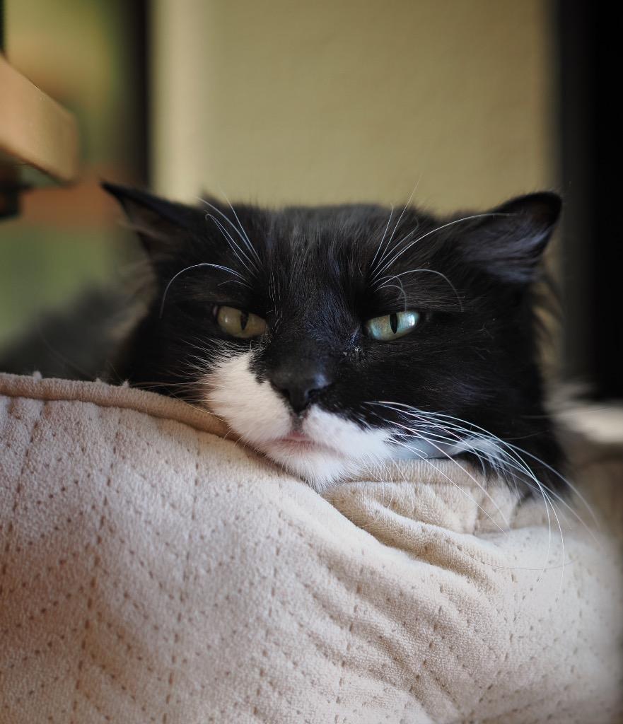 Enlarge Stevie Licks, a Adoptable mixed breed in Cincinnati, OH image 4/5