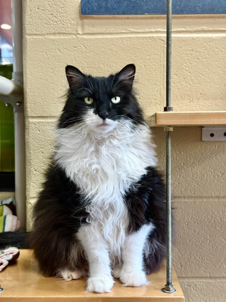 Enlarge Stevie Licks, a Adoptable mixed breed in Cincinnati, OH image 5/5