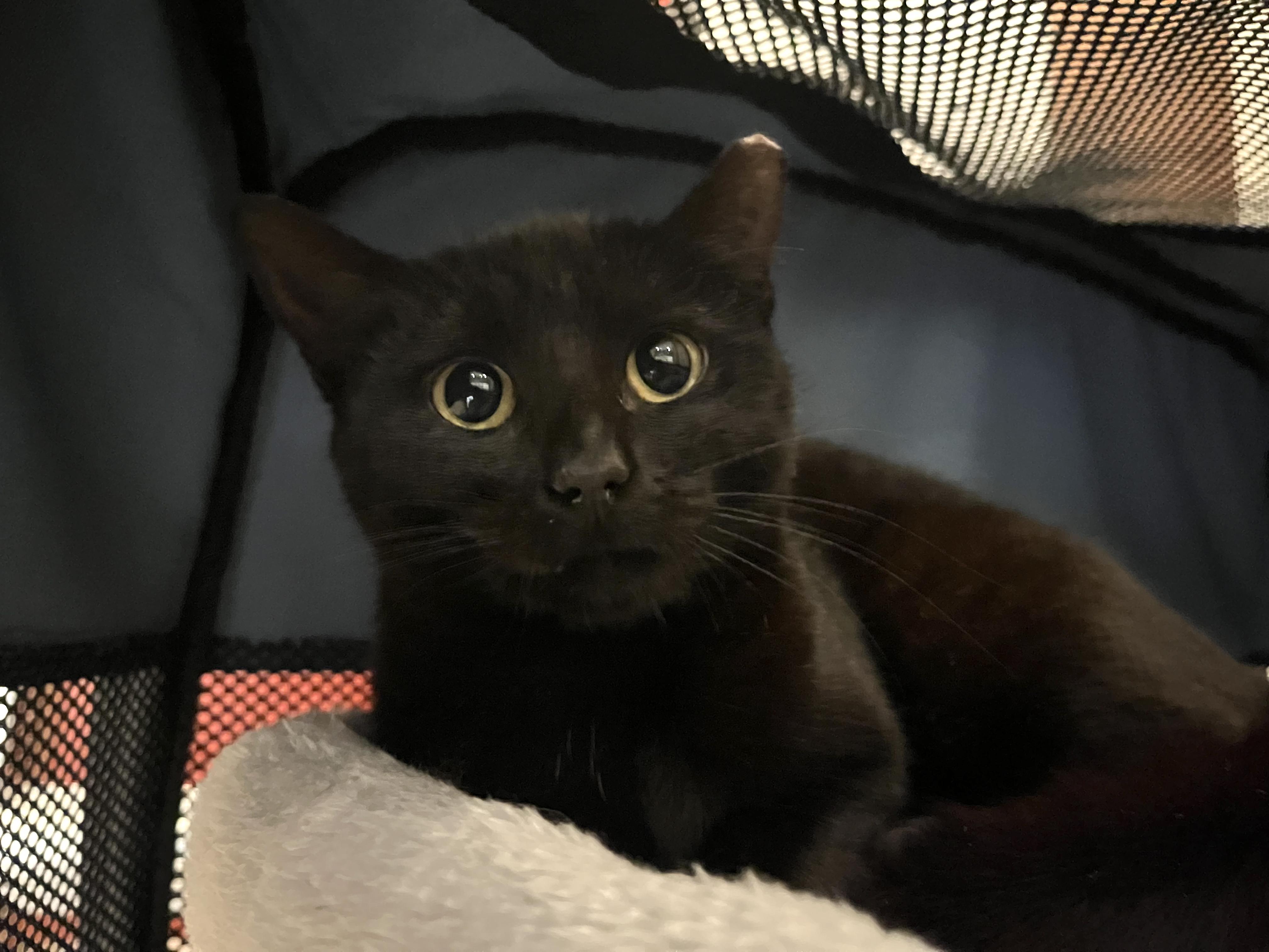 Cookie Butter, ADOPTABLE, Young Female Domestic Short Hair.