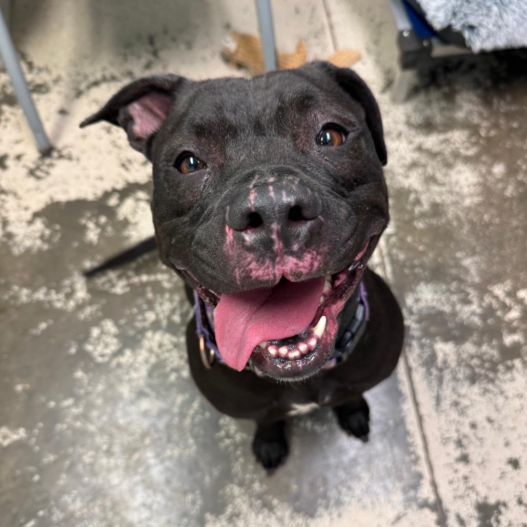 Enlarge Jinni, a Adoptable Pit Bull Terrier in Columbia, MO image 1/6