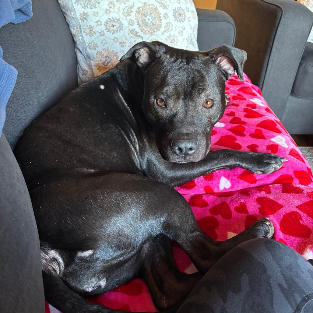 Enlarge Jinni, a Adoptable Pit Bull Terrier in Columbia, MO image 1/6