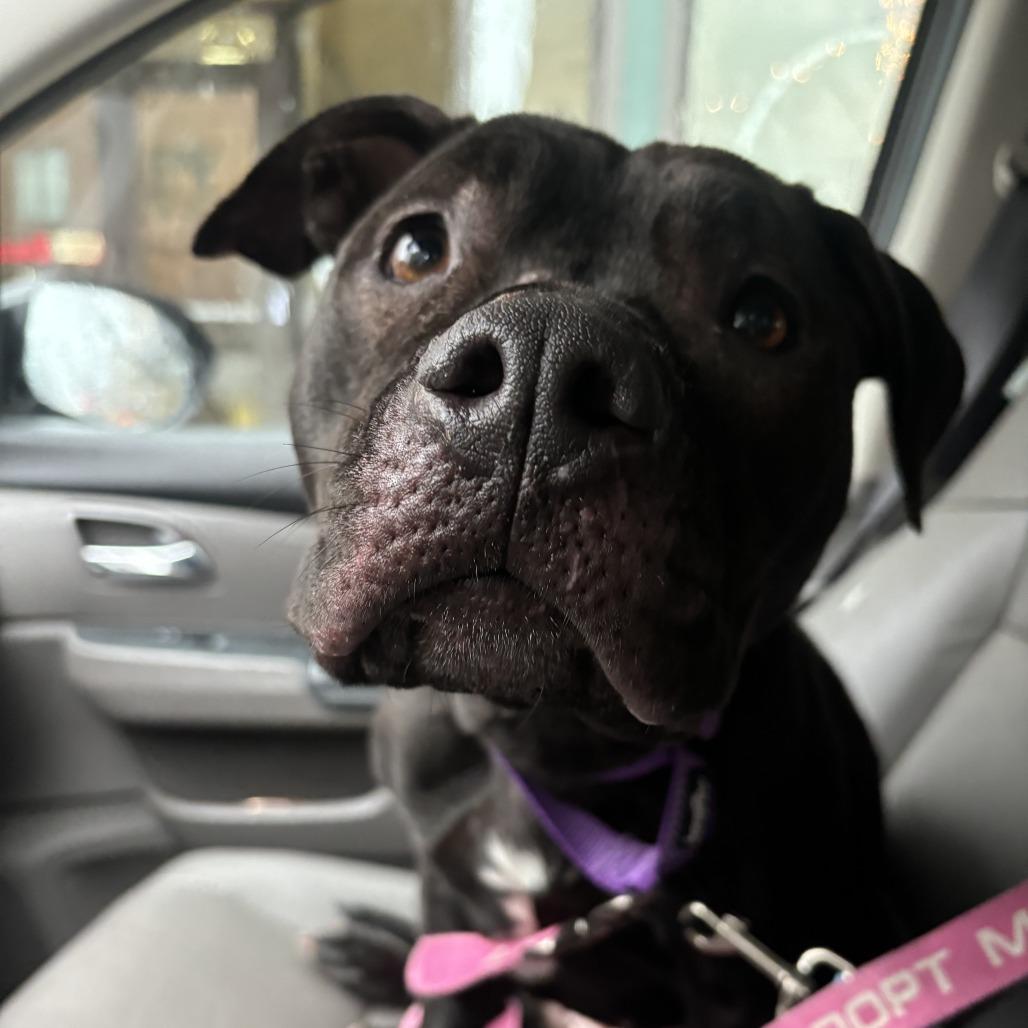 Jinni, Adoptable, Adult Female Pit Bull Terrier.