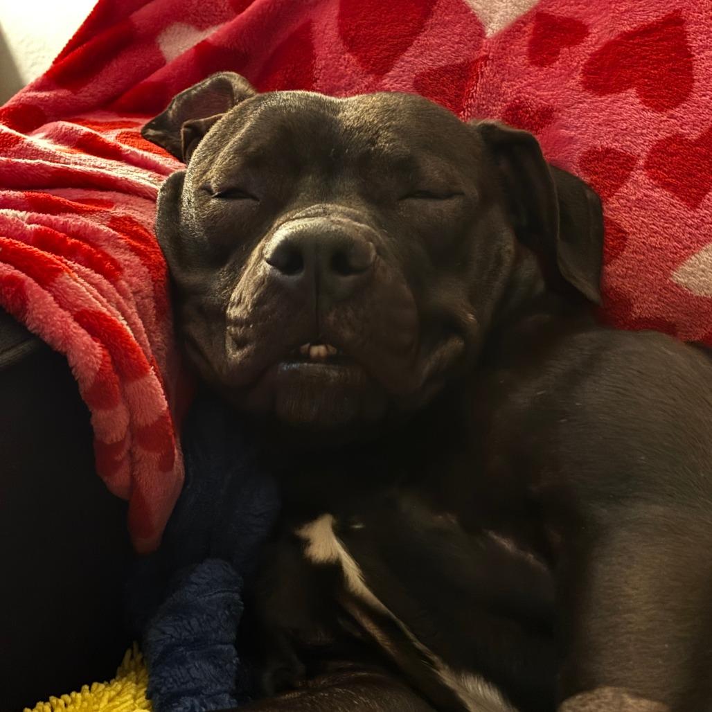 Enlarge Jinni, a Adoptable Pit Bull Terrier in Columbia, MO image 3/6