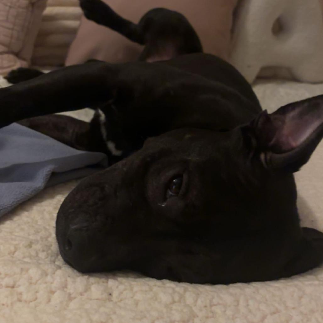 Enlarge Jinni, a Adoptable Pit Bull Terrier in Columbia, MO image 3/6