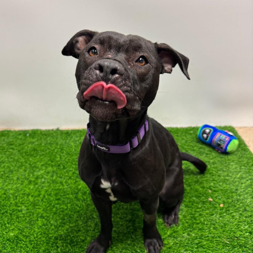 Enlarge Jinni, a Adoptable Pit Bull Terrier in Columbia, MO image 4/6