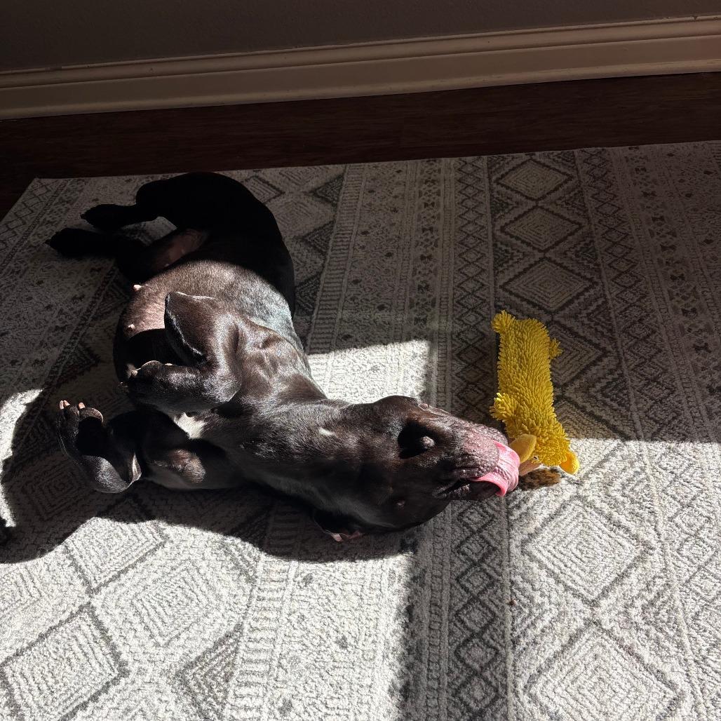 Enlarge Jinni, a Adoptable Pit Bull Terrier in Columbia, MO image 5/6