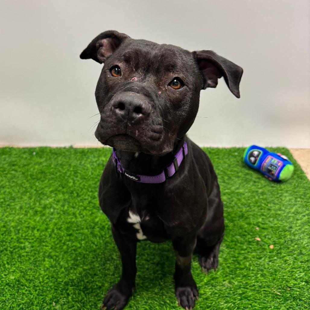 Enlarge Jinni, a Adoptable Pit Bull Terrier in Columbia, MO image 6/6