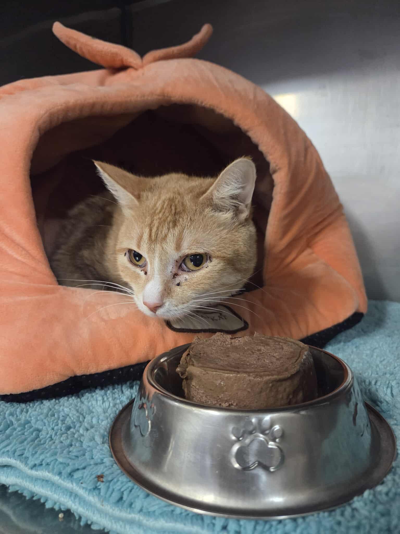 ISO 12, Adoptable, Adult Male Domestic Short Hair.