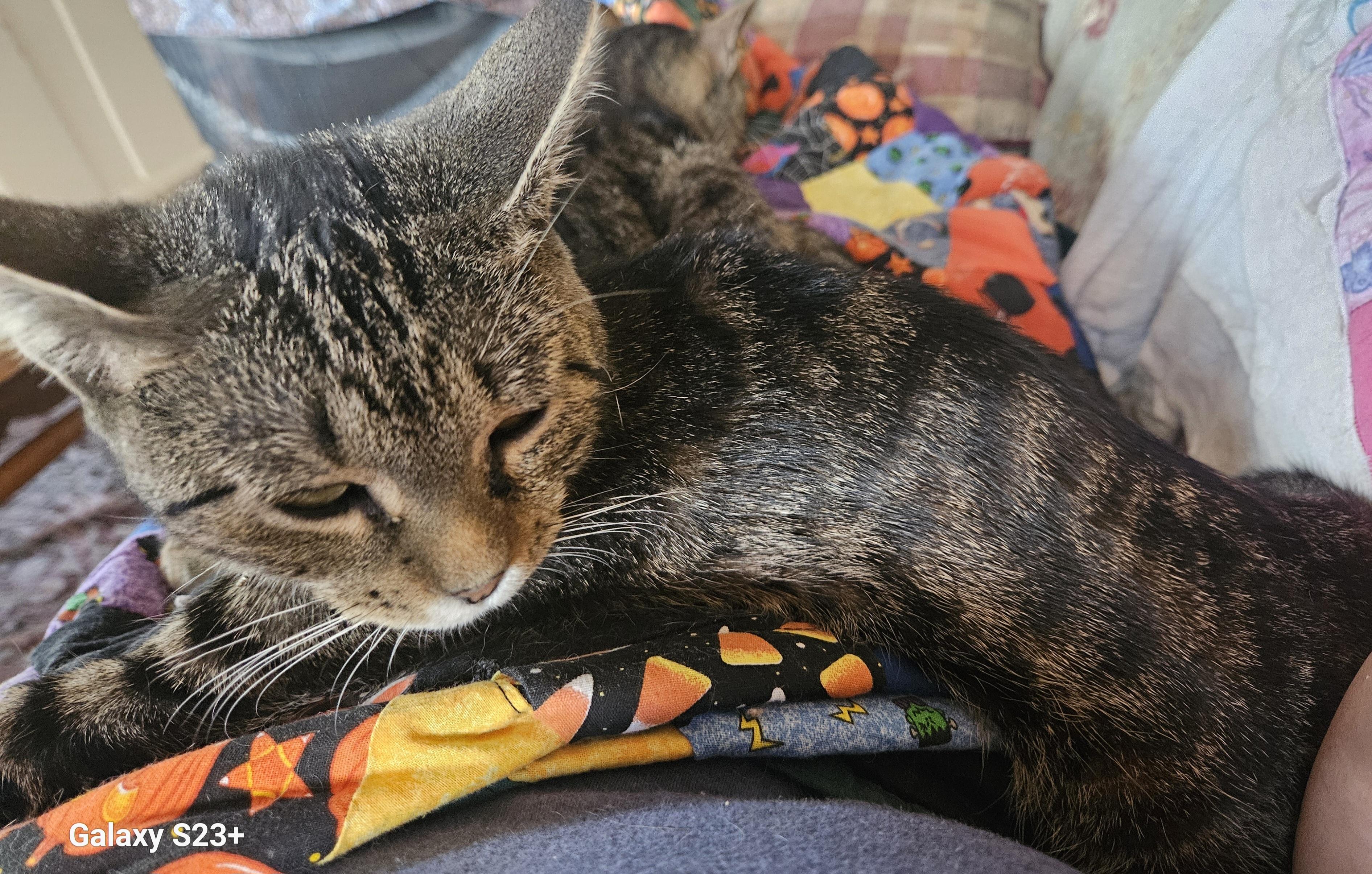 Jewels, a Adoptable Domestic Short Hair in Mansfield, PA image 1/4