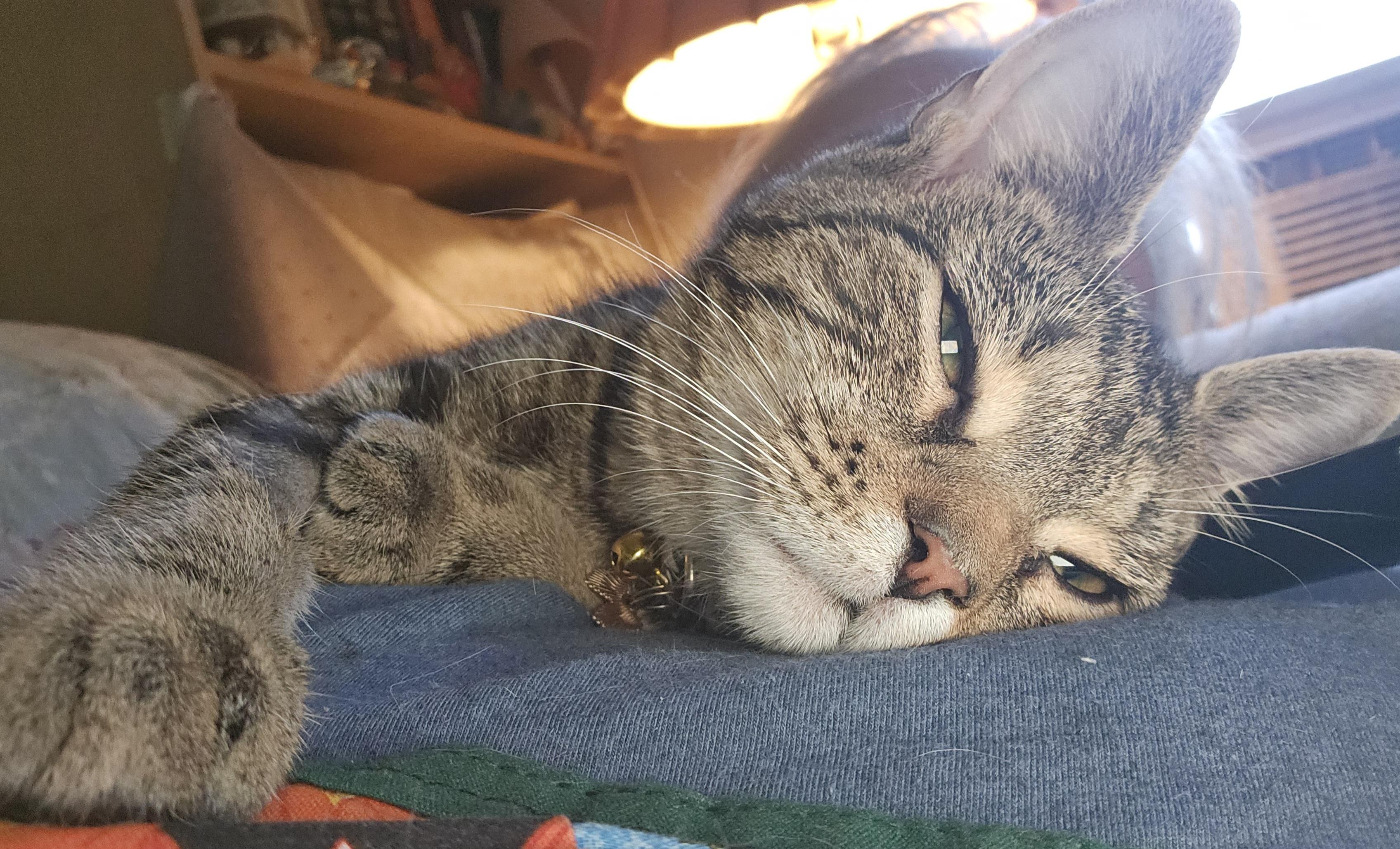 Jewels, a Adoptable Domestic Short Hair in Mansfield, PA image 2/4