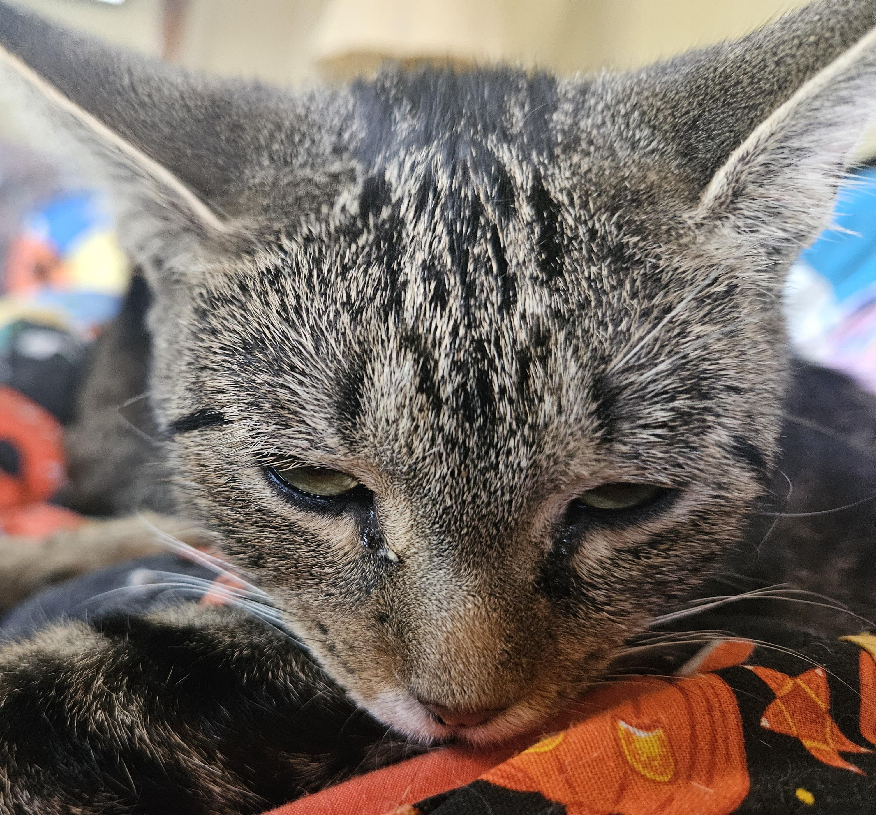 Jewels, a Adoptable Domestic Short Hair in Mansfield, PA image 3/4