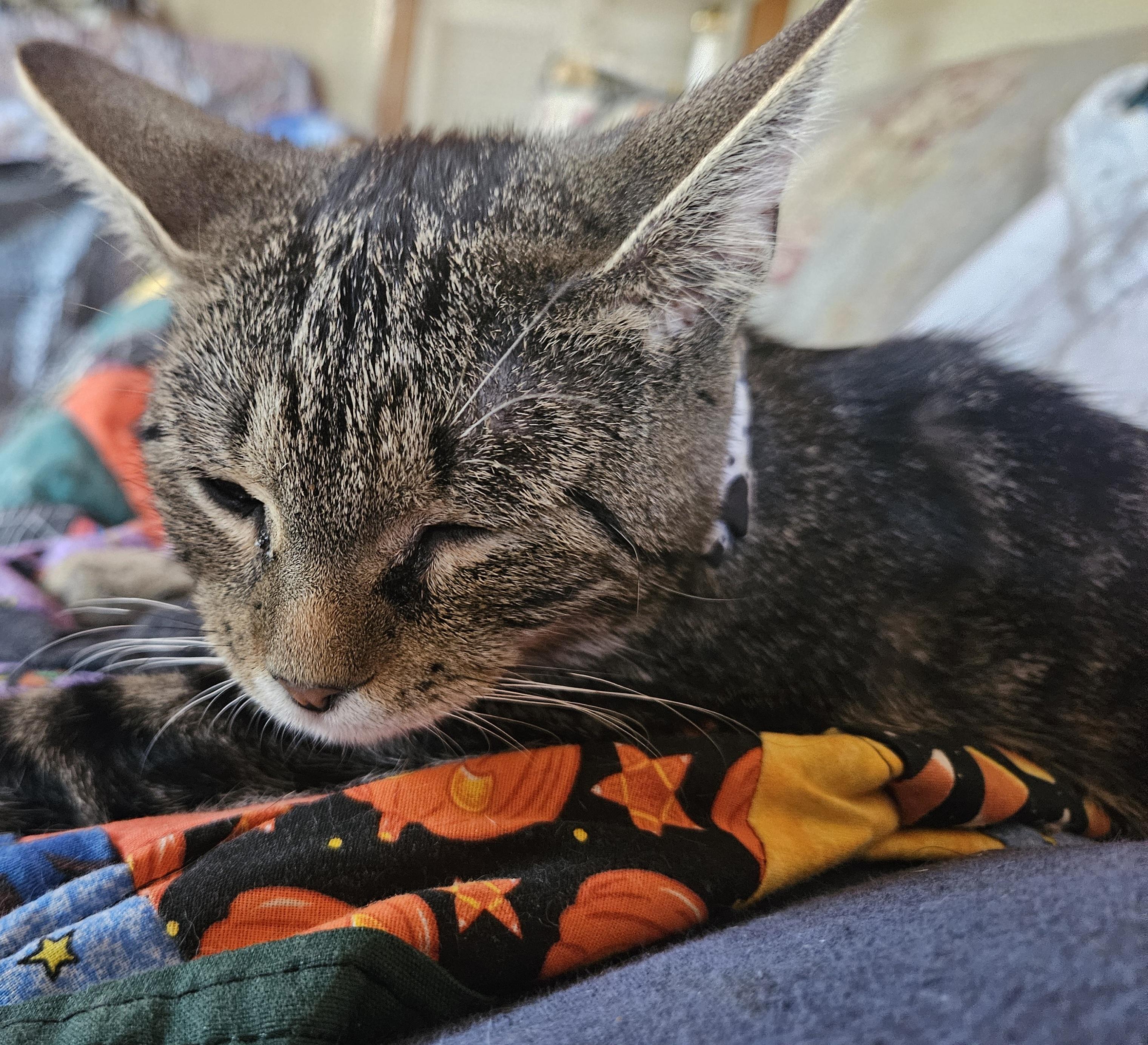 Jewels, a Adoptable Domestic Short Hair in Mansfield, PA image 4/4