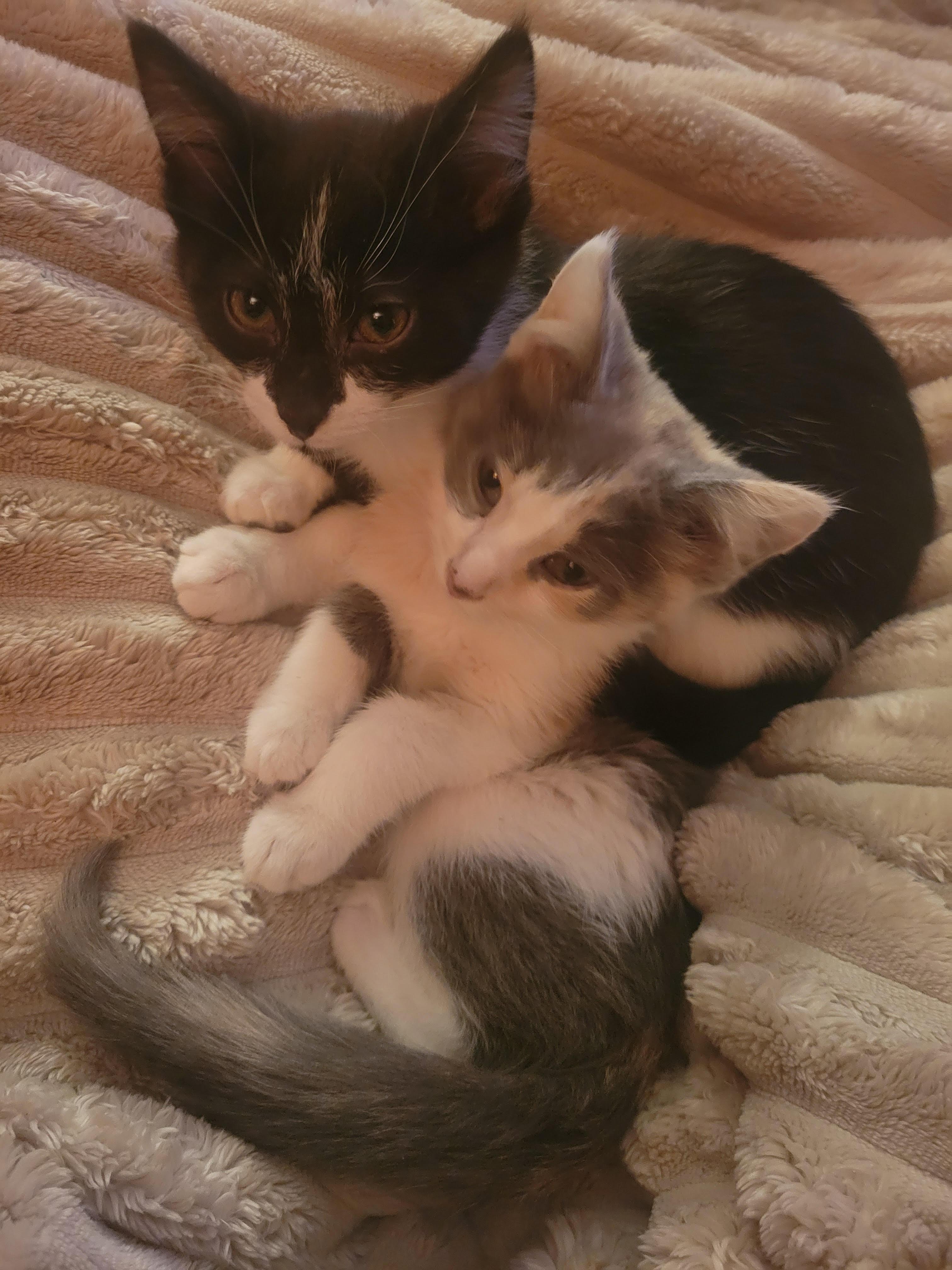 Pepper, ADOPTABLE, Kitten Male American Shorthair.