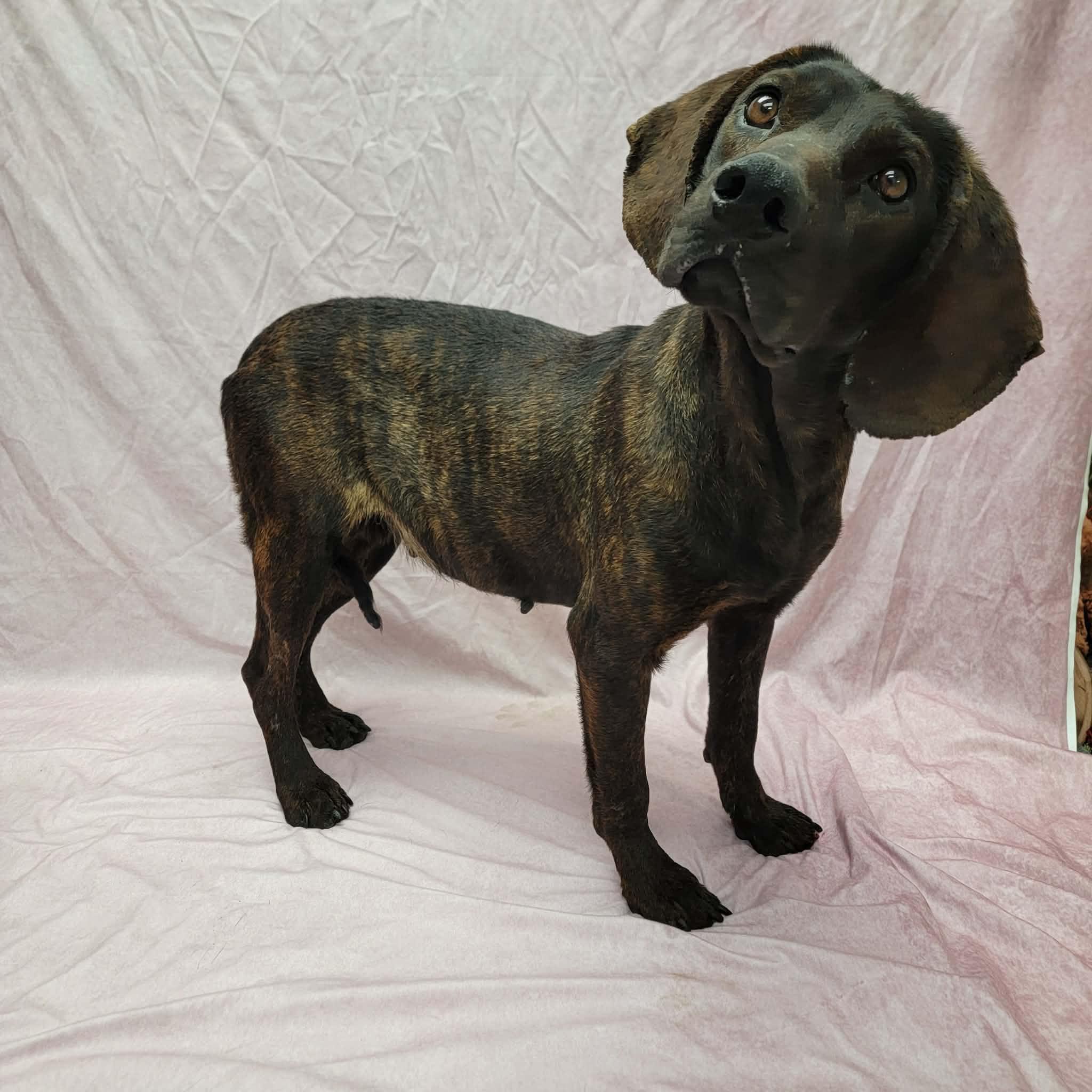 Enlarge Lainey, a ADOPTABLE Plott Hound in Statesboro, GA image 3/3