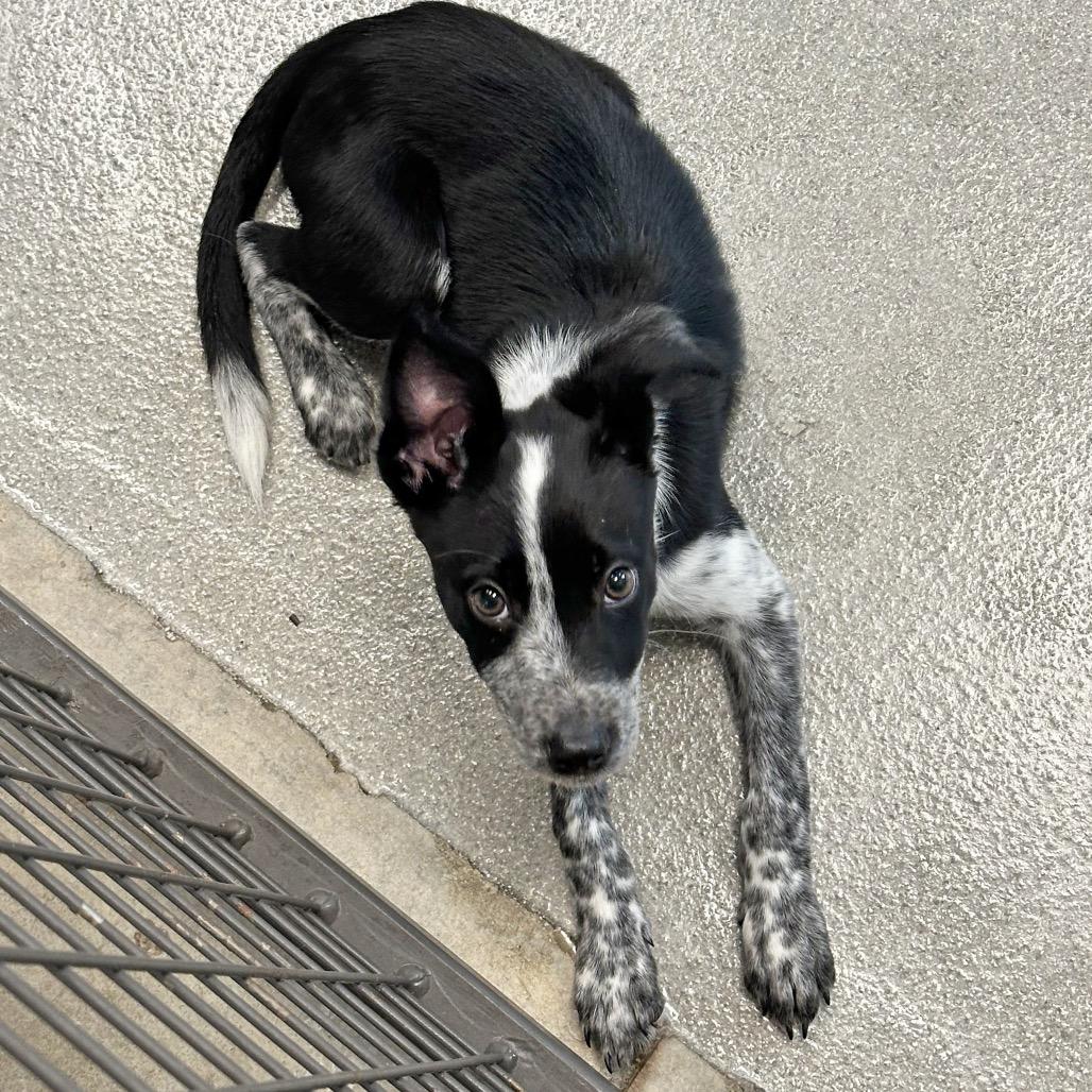 Aries, Adoptable, Puppy Male Mixed Breed.