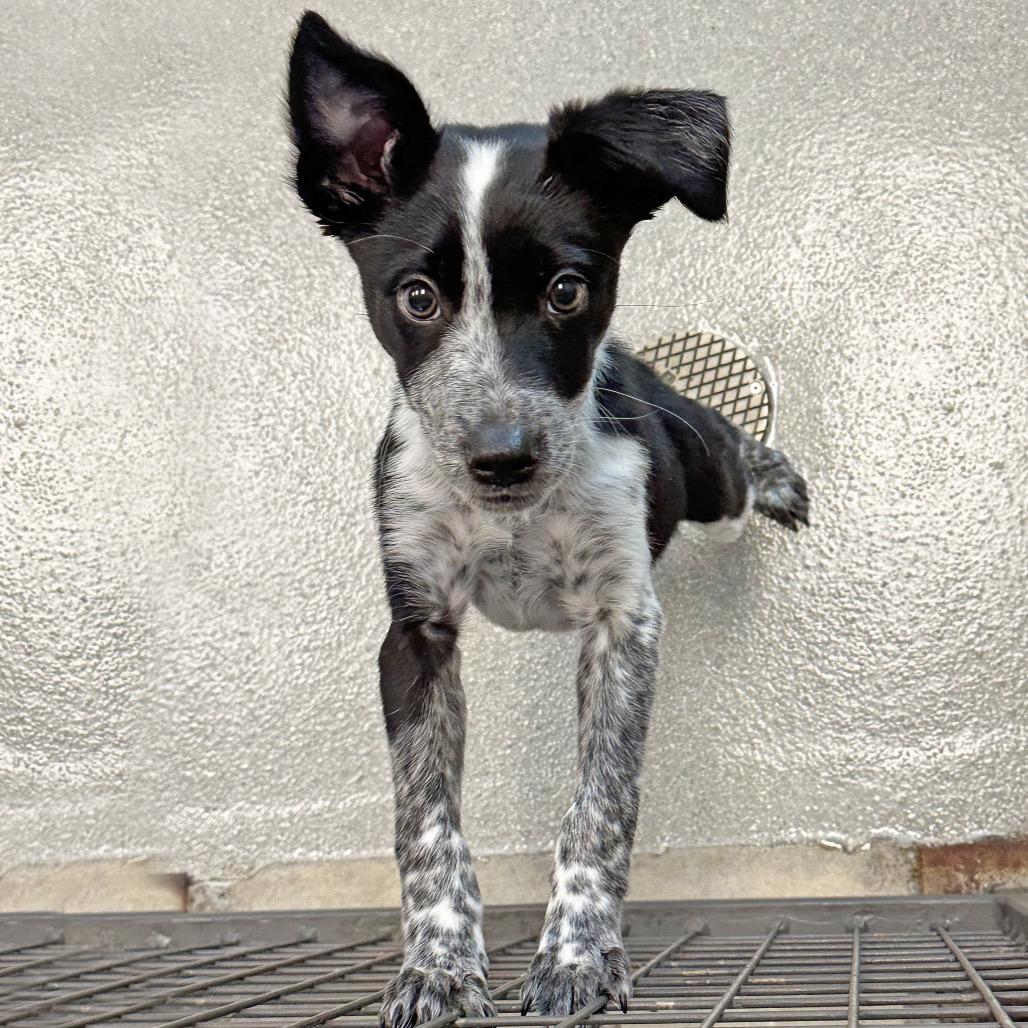 Enlarge Aries, a Adoptable Mixed Breed in Hailey, ID image 2/5