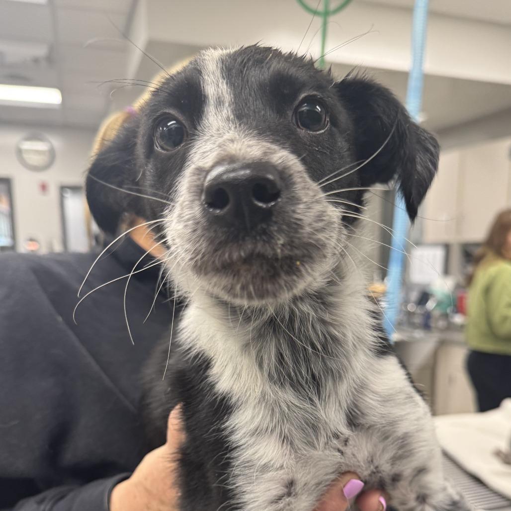 Enlarge Aries, a Adoptable Mixed Breed in Hailey, ID image 3/5