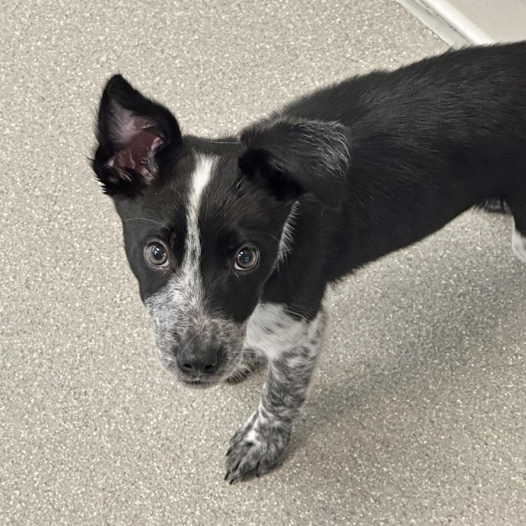 Enlarge Aries, a Adoptable Mixed Breed in Hailey, ID image 4/5