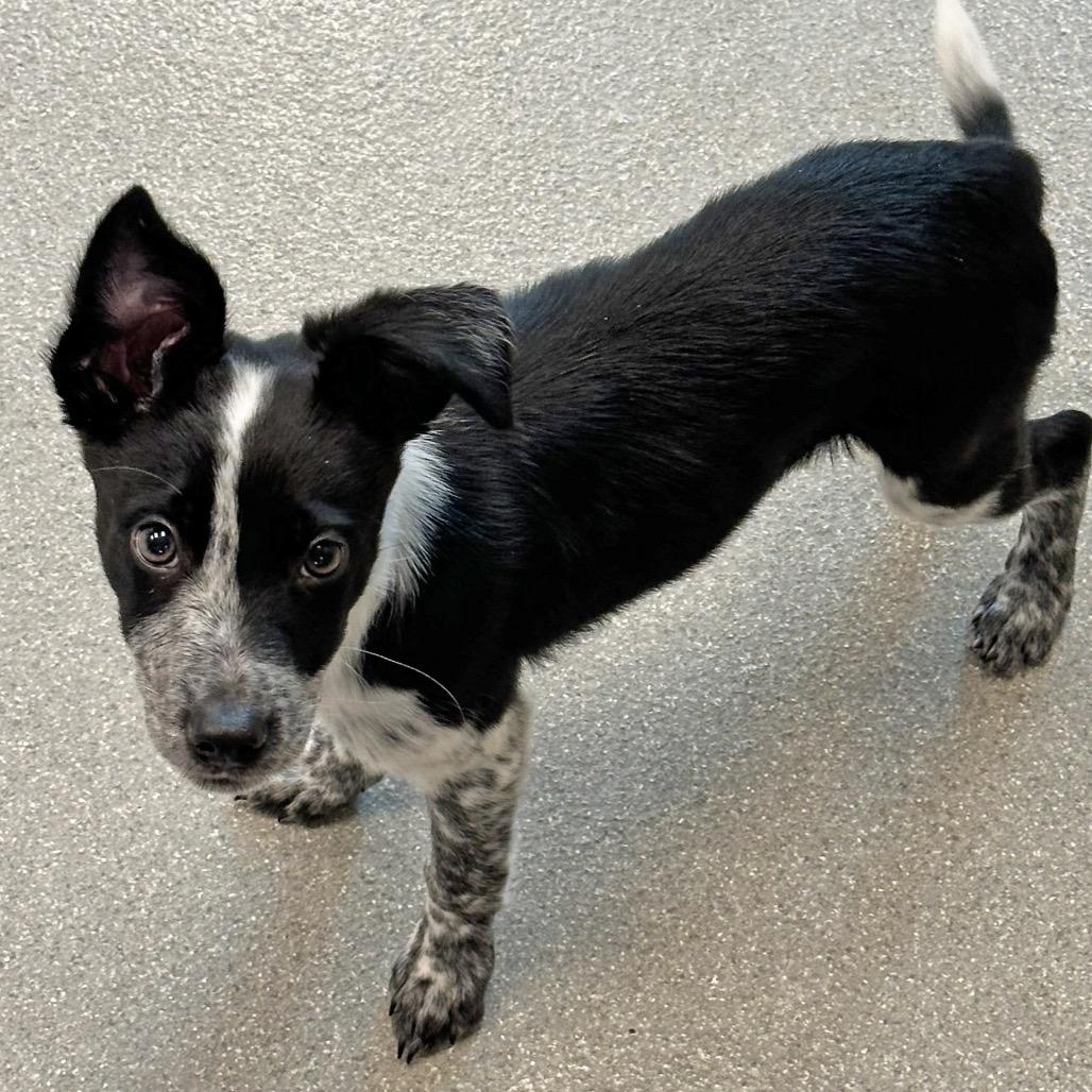 Enlarge Aries, a Adoptable Mixed Breed in Hailey, ID image 5/5