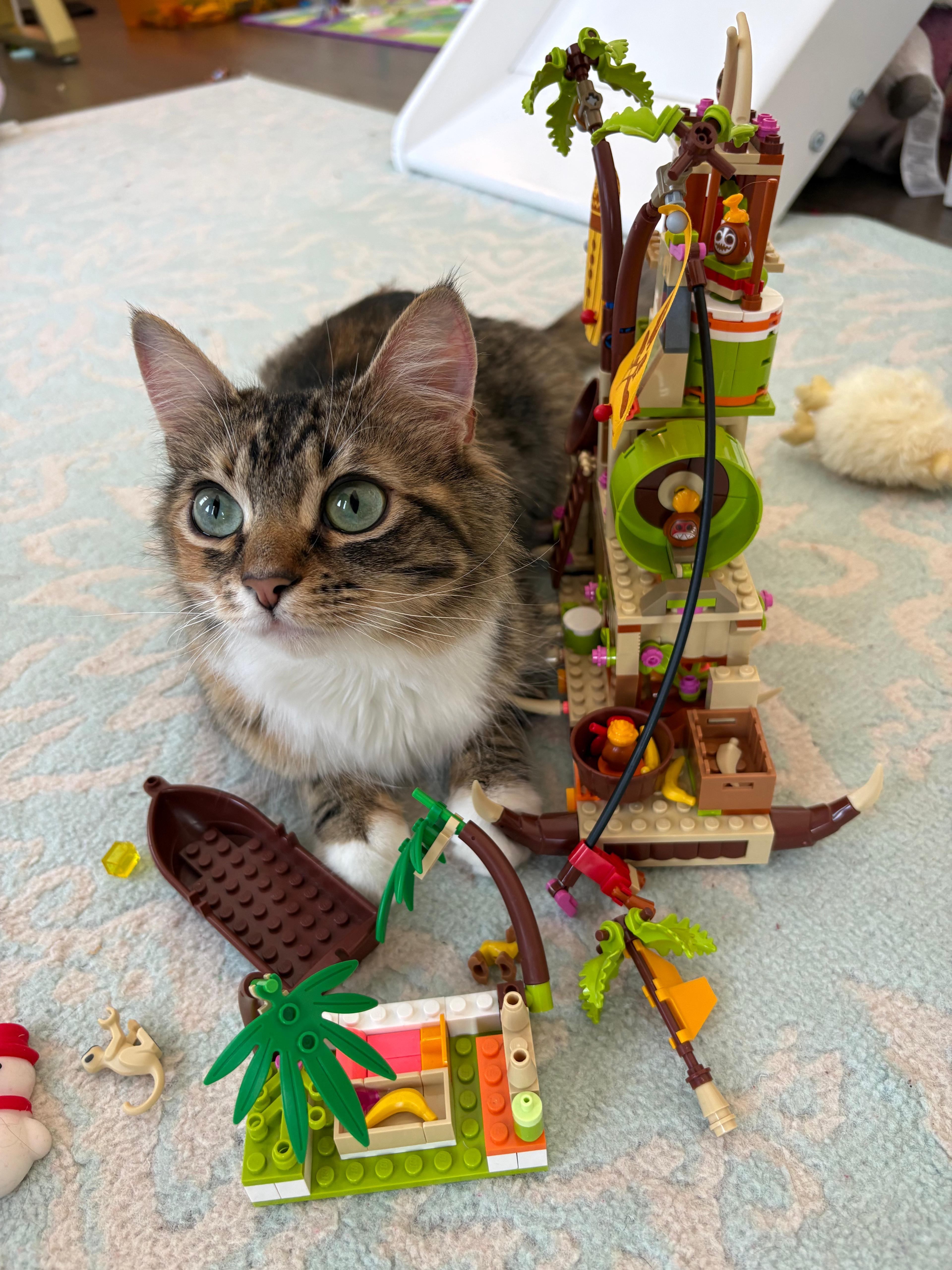 Dandelion , an adopted Domestic Medium Hair in New Britain, CT image 1/6