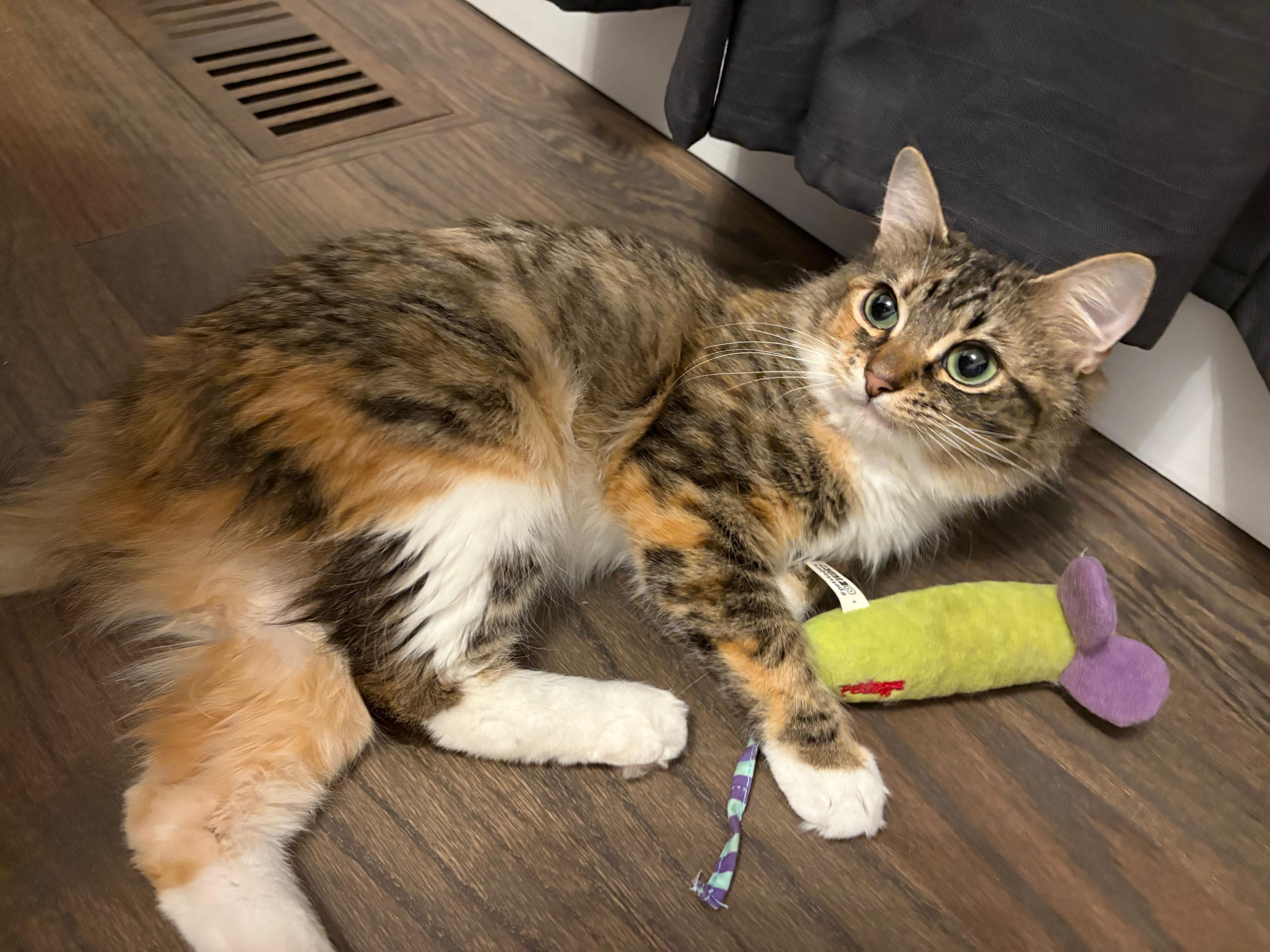 Dandelion , an adopted Domestic Medium Hair in New Britain, CT image 3/6