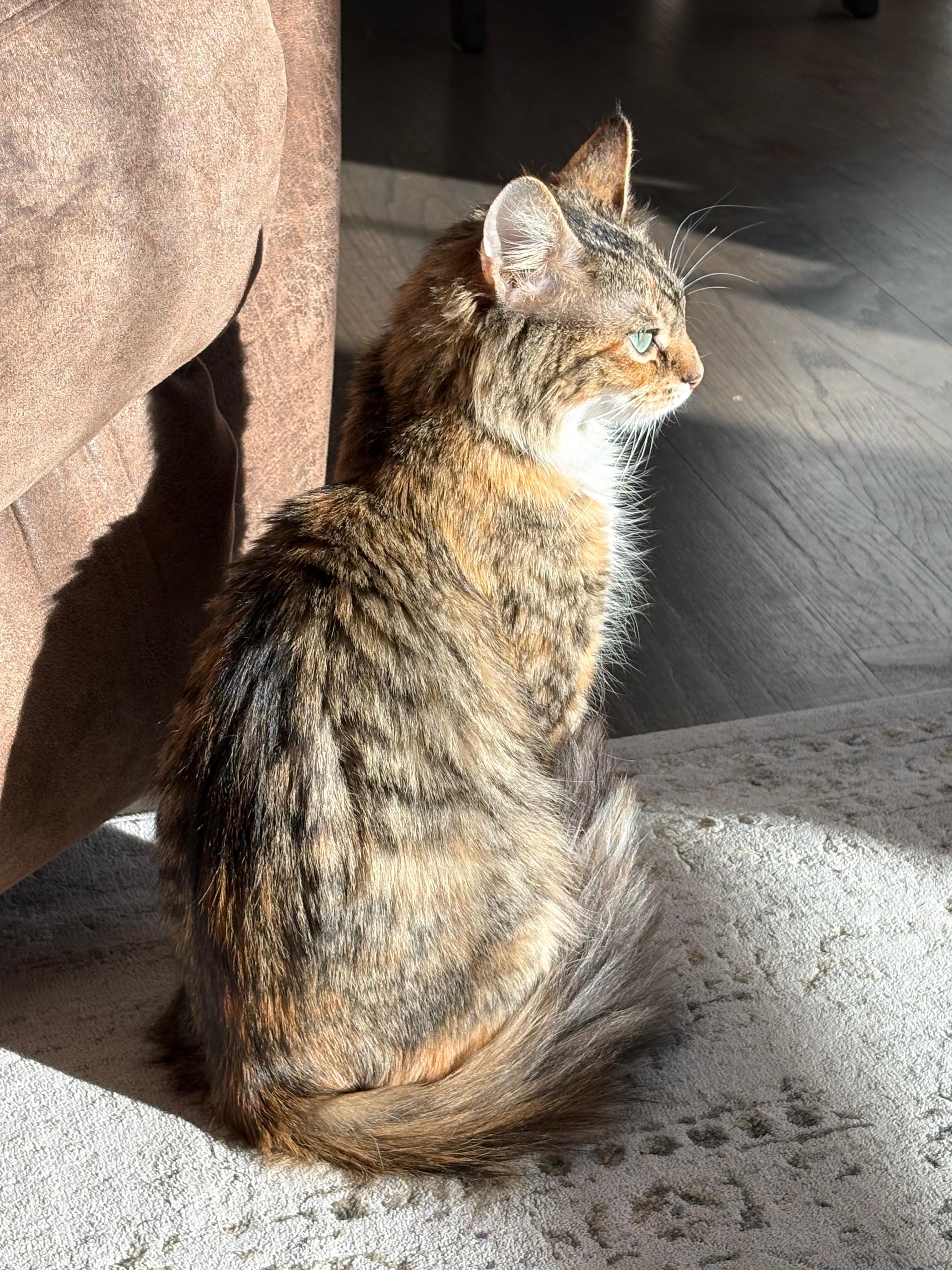 Dandelion , an adopted Domestic Medium Hair in New Britain, CT image 2/6