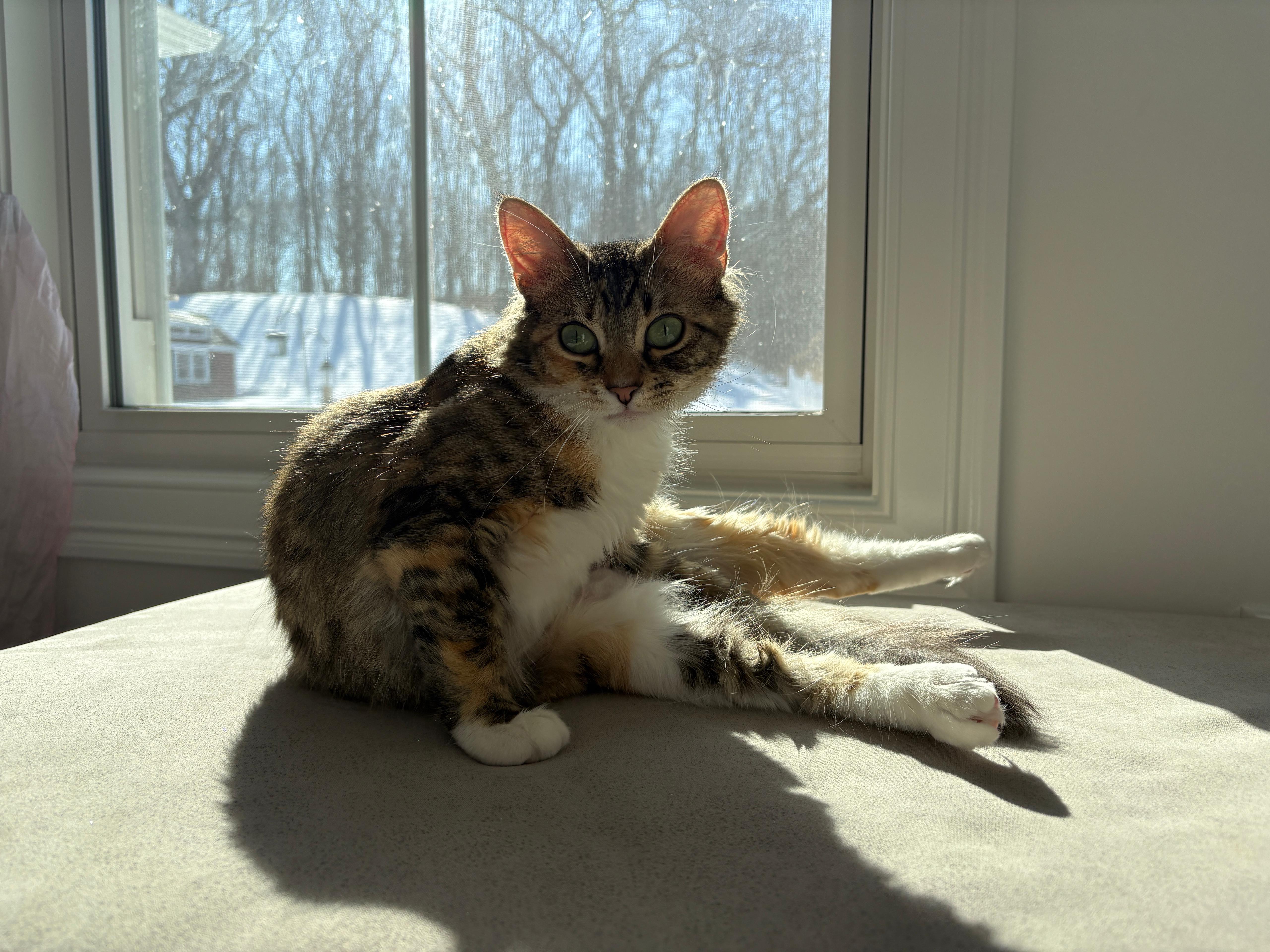 Dandelion , an adopted Domestic Medium Hair in New Britain, CT image 4/6