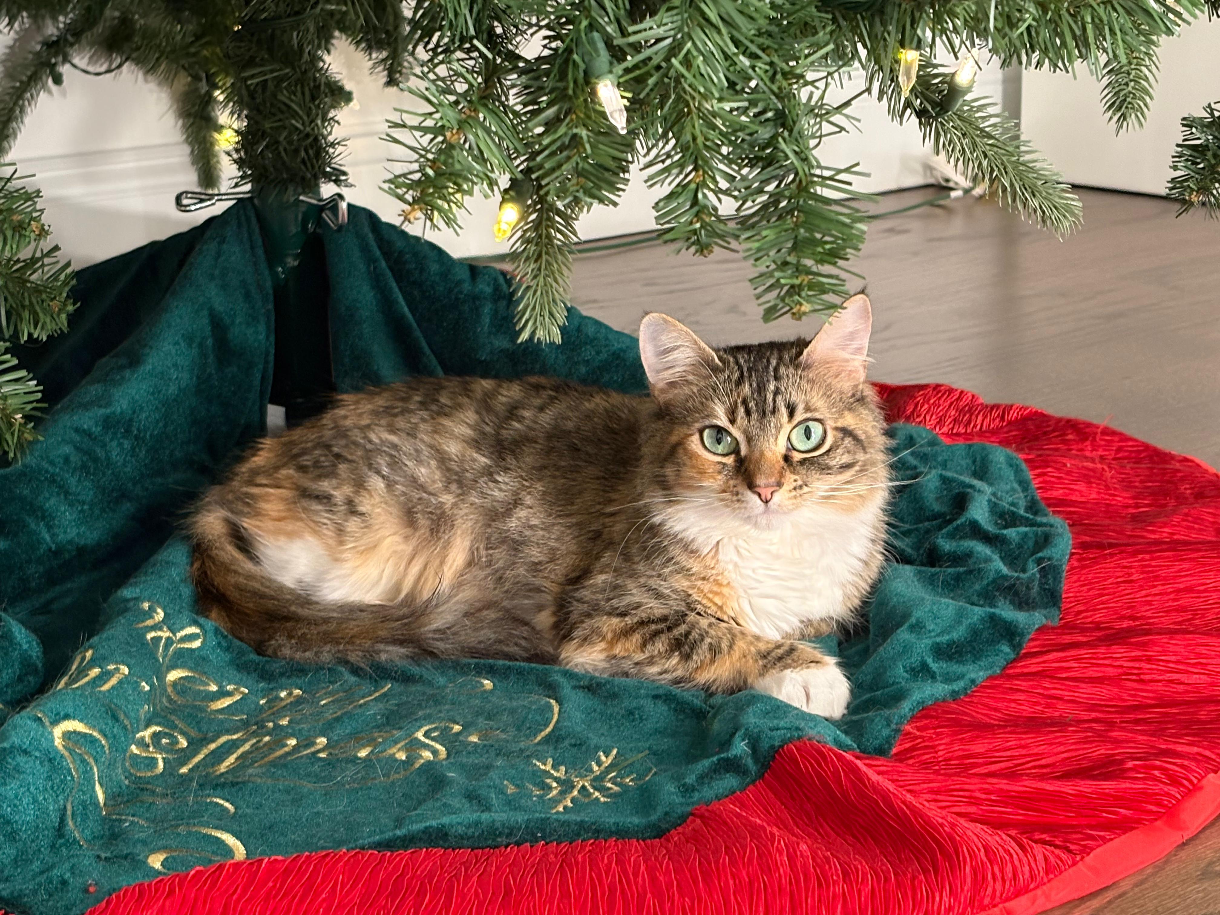 Dandelion , an adopted Domestic Medium Hair in New Britain, CT image 5/6