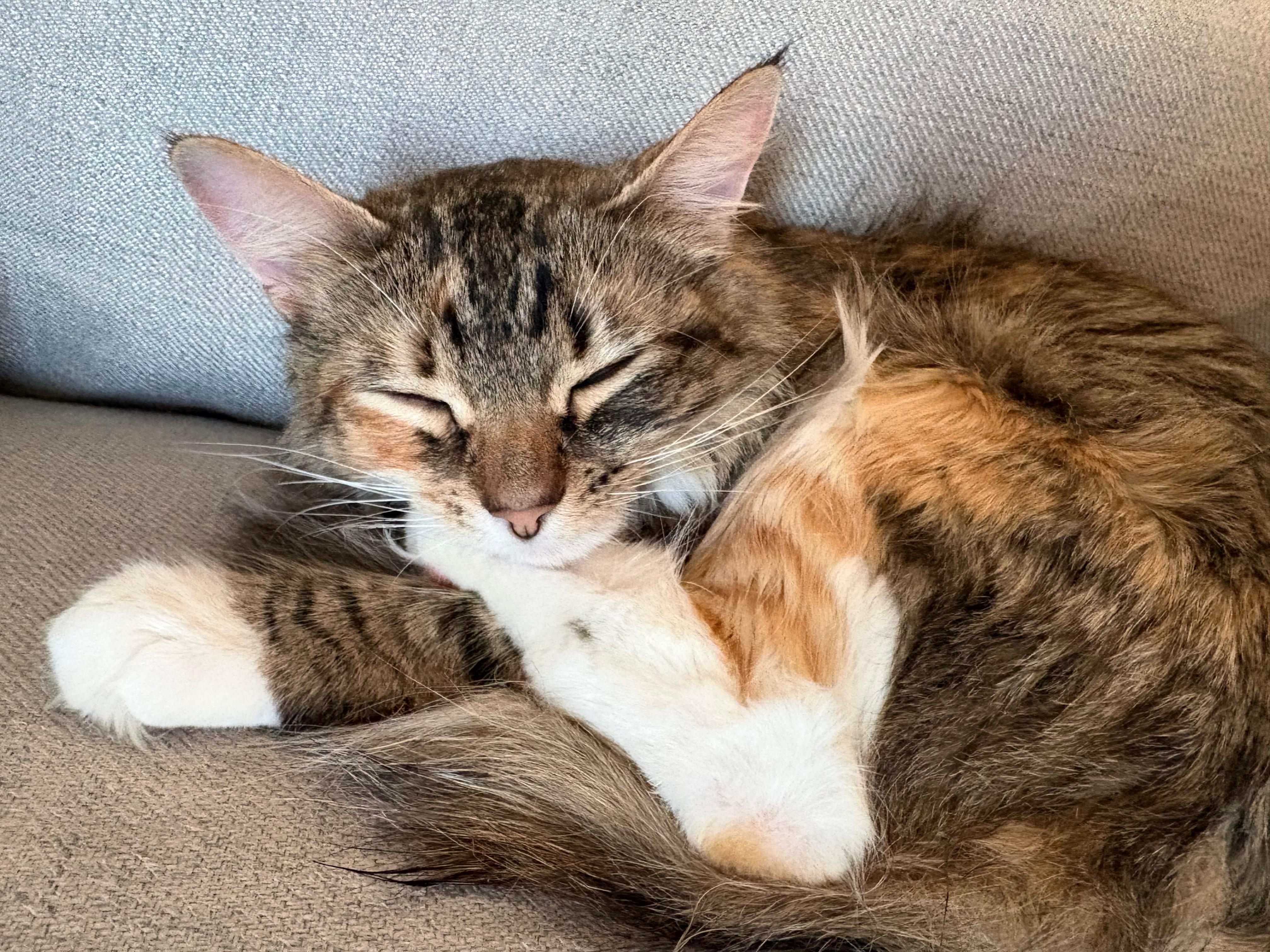 Dandelion , an adopted Domestic Medium Hair in New Britain, CT image 6/6