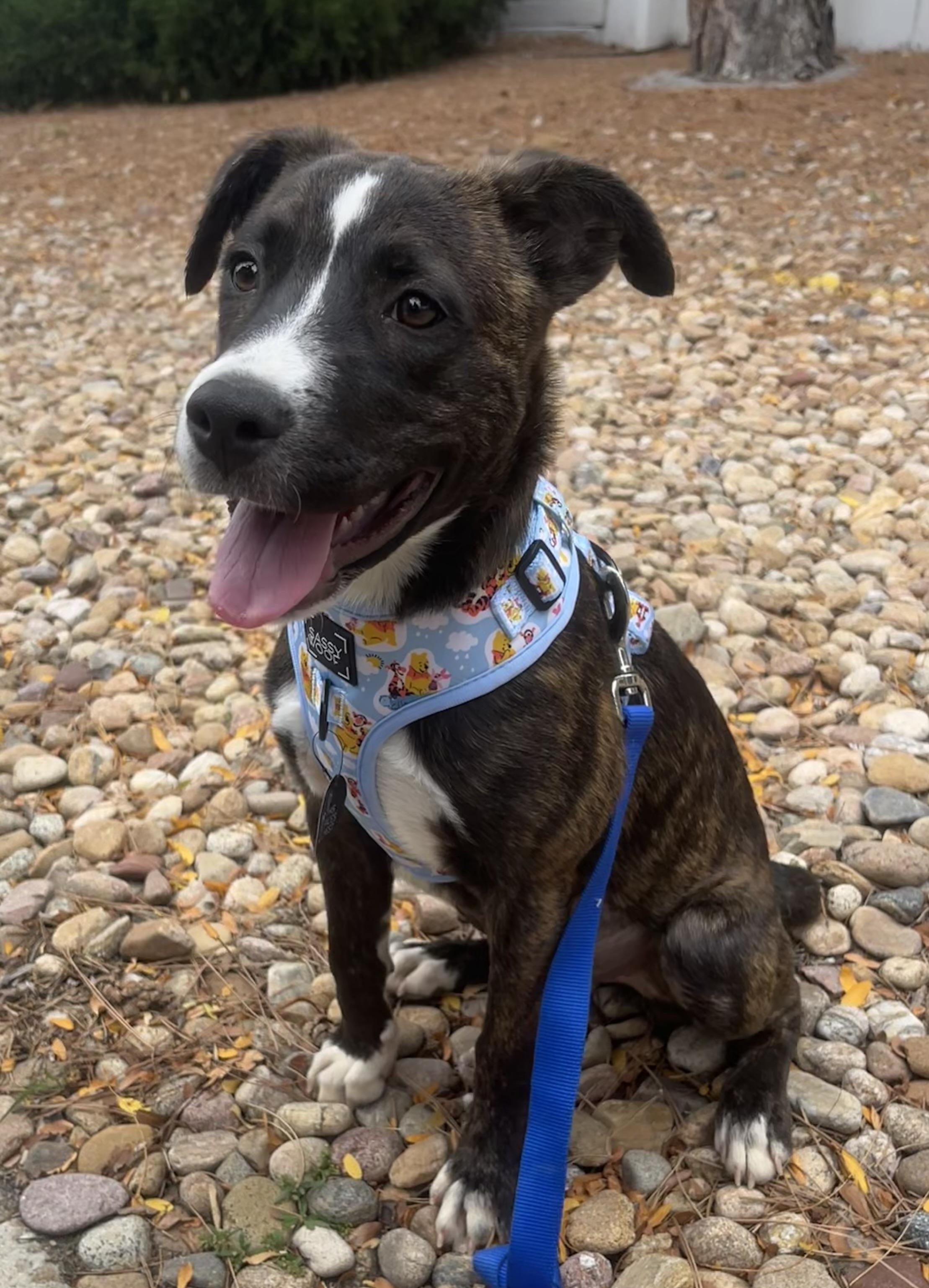 Enlarge Yahtzee, a Adopted mixed breed in Longmont, CO image 1/1