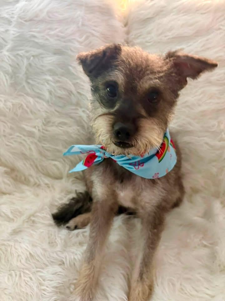 Heidi, adopted, Young Female Miniature Schnauzer.