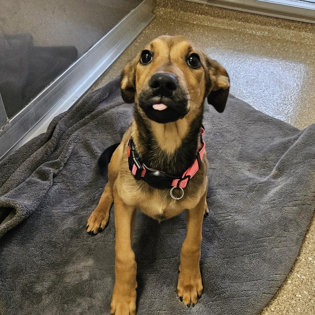 Enlarge Miss Piggy, a Adoptable Mixed Breed in Sonoma, CA image 2/2