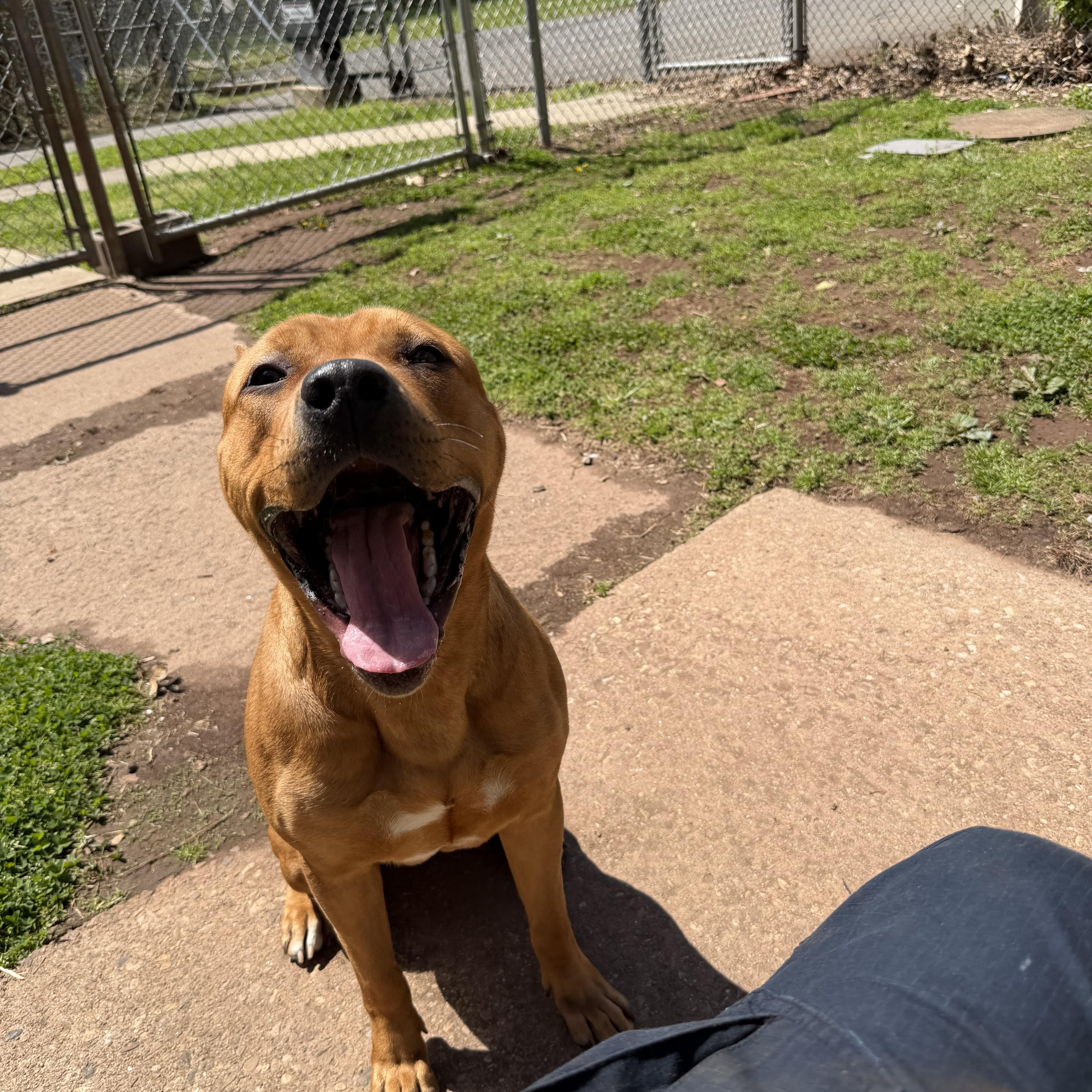 Cinnamon , a ADOPTABLE Mastiff in New Britain, CT image 2/5