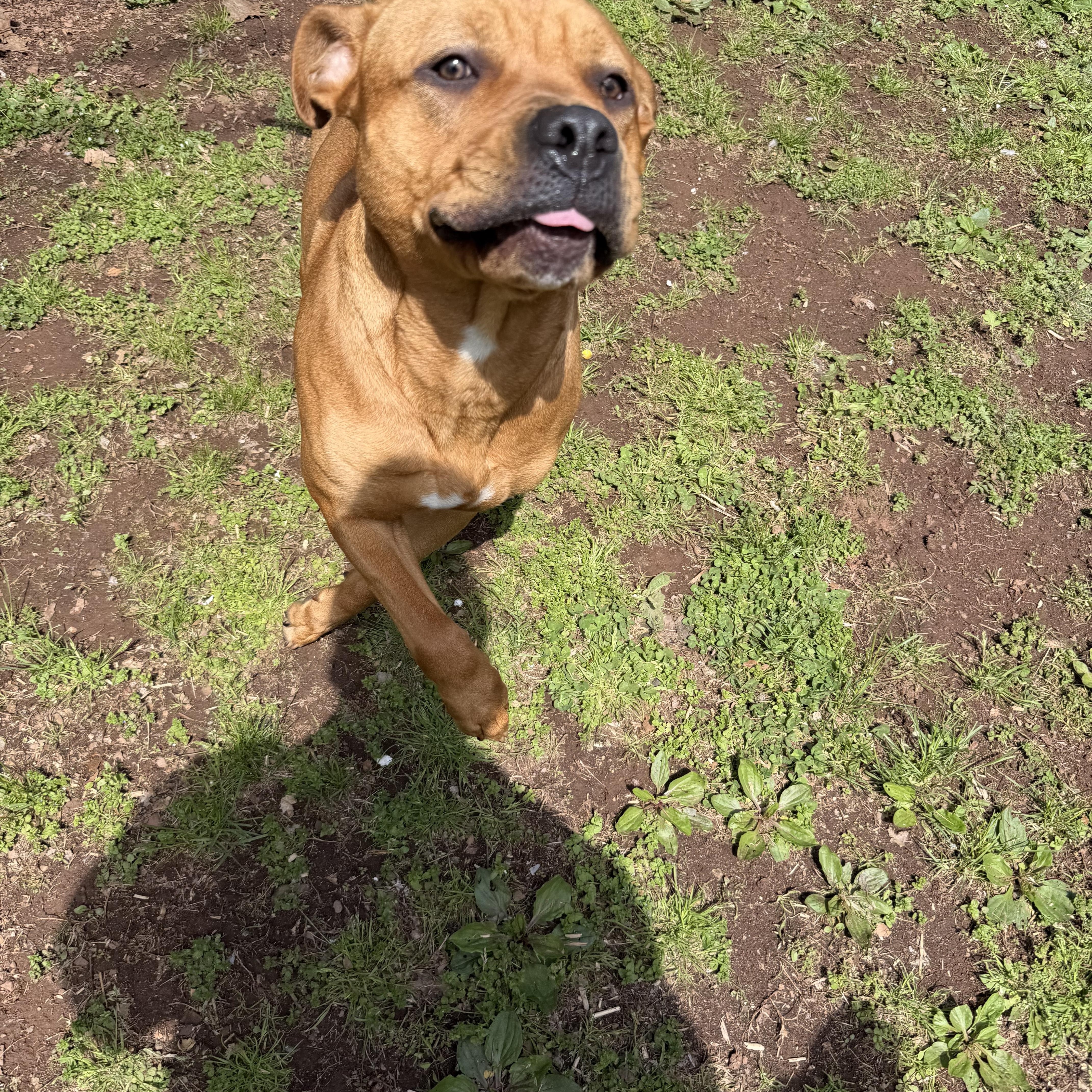 Cinnamon , a ADOPTABLE Mastiff in New Britain, CT image 3/5