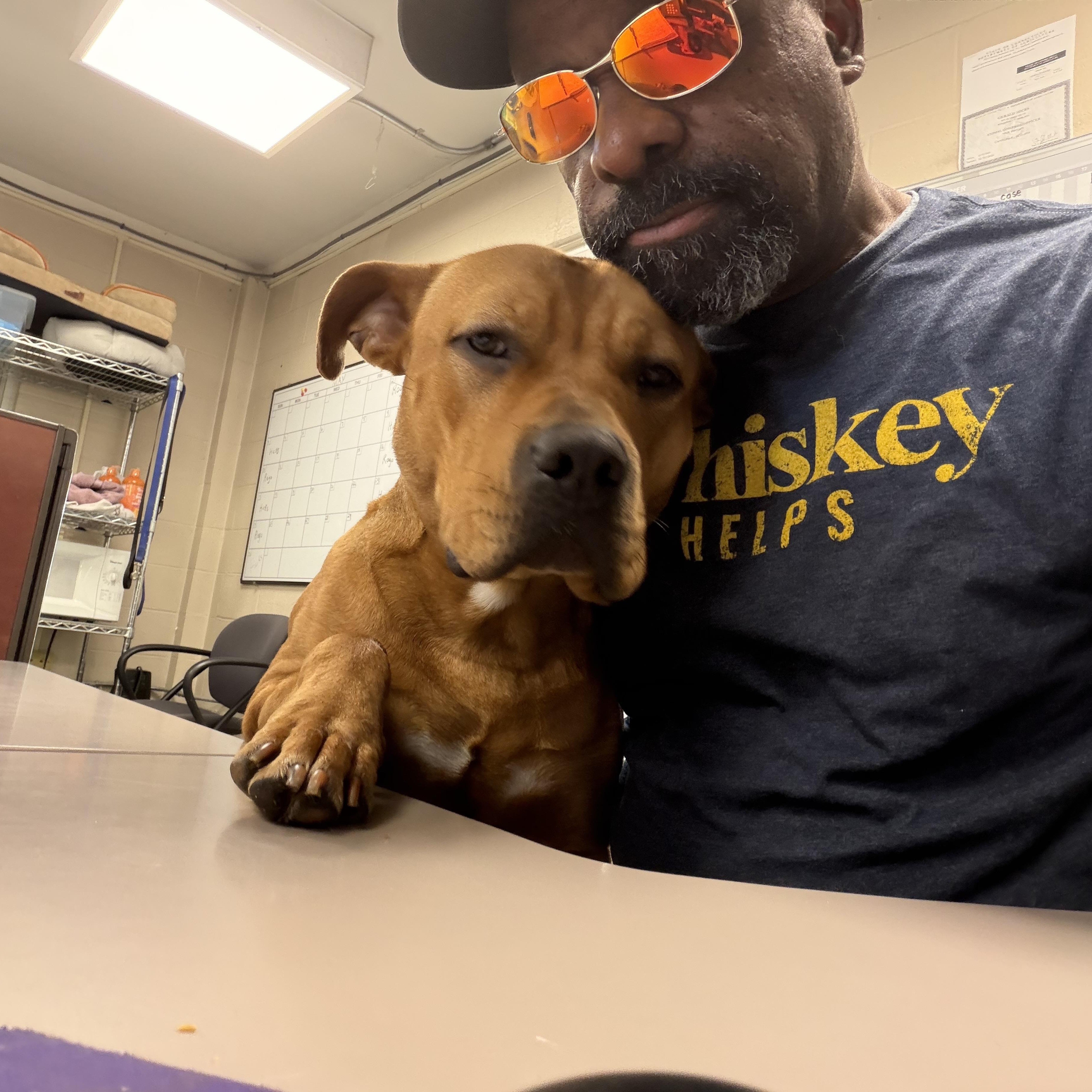 Cinnamon , a ADOPTABLE Mastiff in New Britain, CT image 1/5