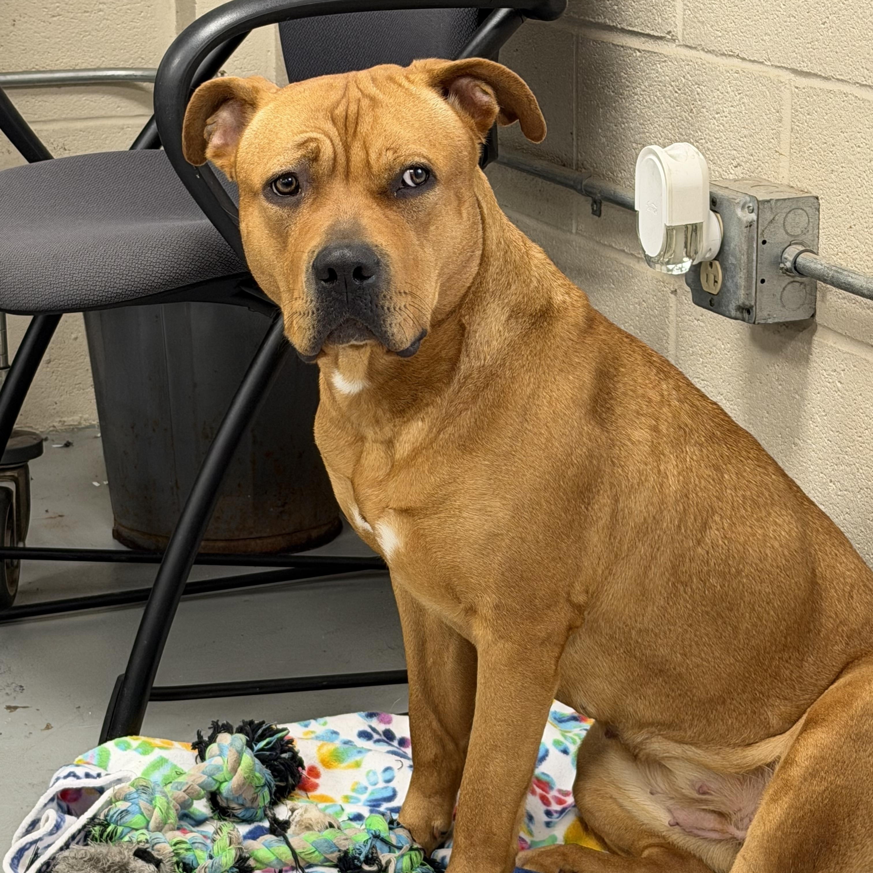 Cinnamon , a ADOPTABLE Mastiff in New Britain, CT image 5/5