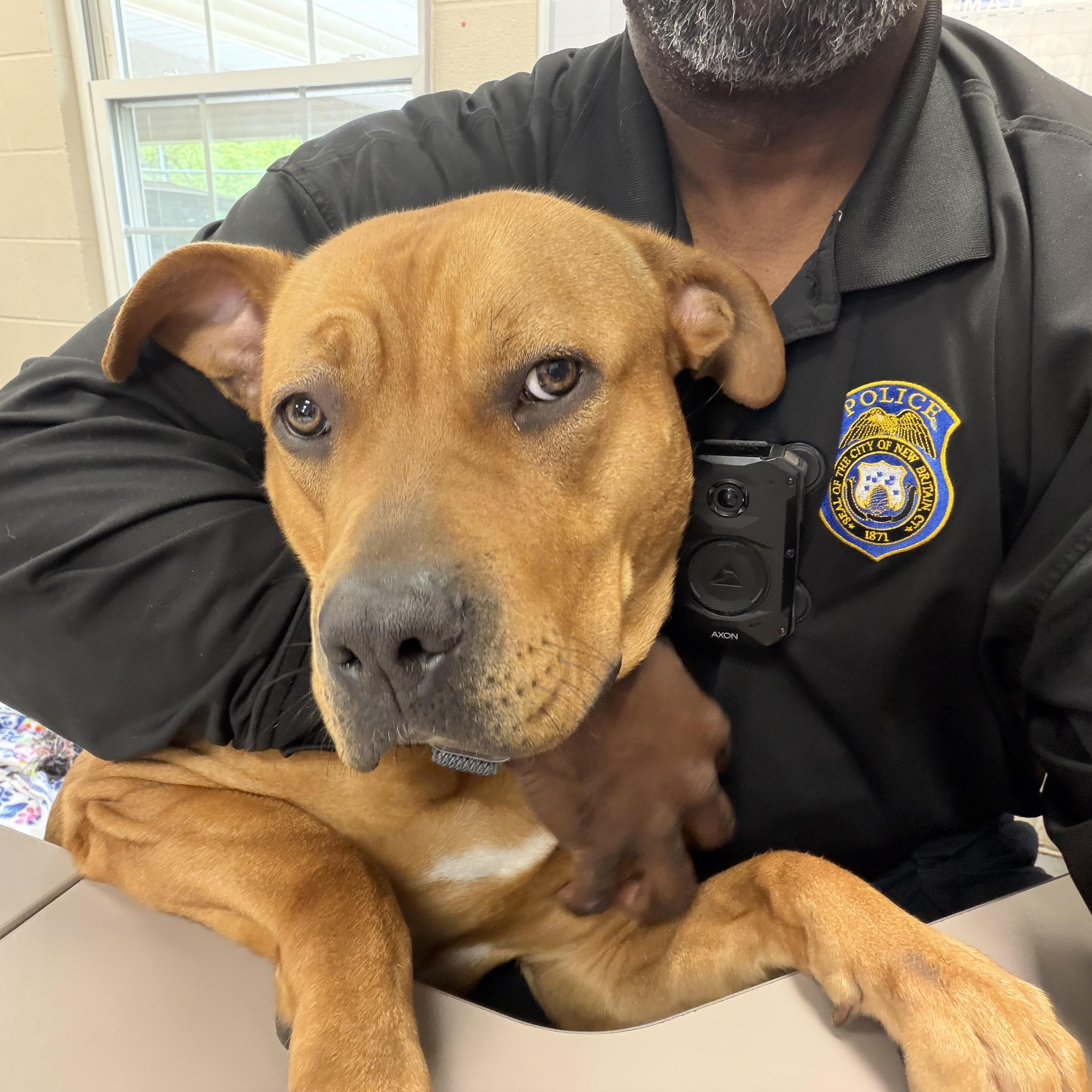 Cinnamon , a ADOPTABLE Mastiff in New Britain, CT image 4/5