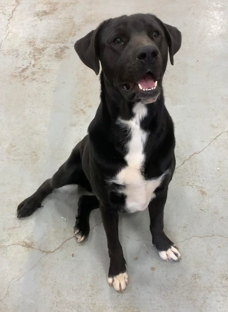 Enlarge Titus, a Adoptable mixed breed in Mineola, TX image 1/1