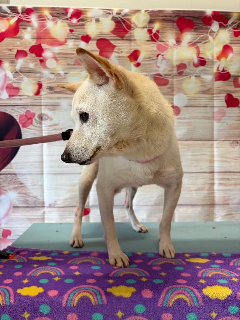 Remi - Sponsored by Country Kitty Kondo, Adoptable, Adult Female Shiba Inu.