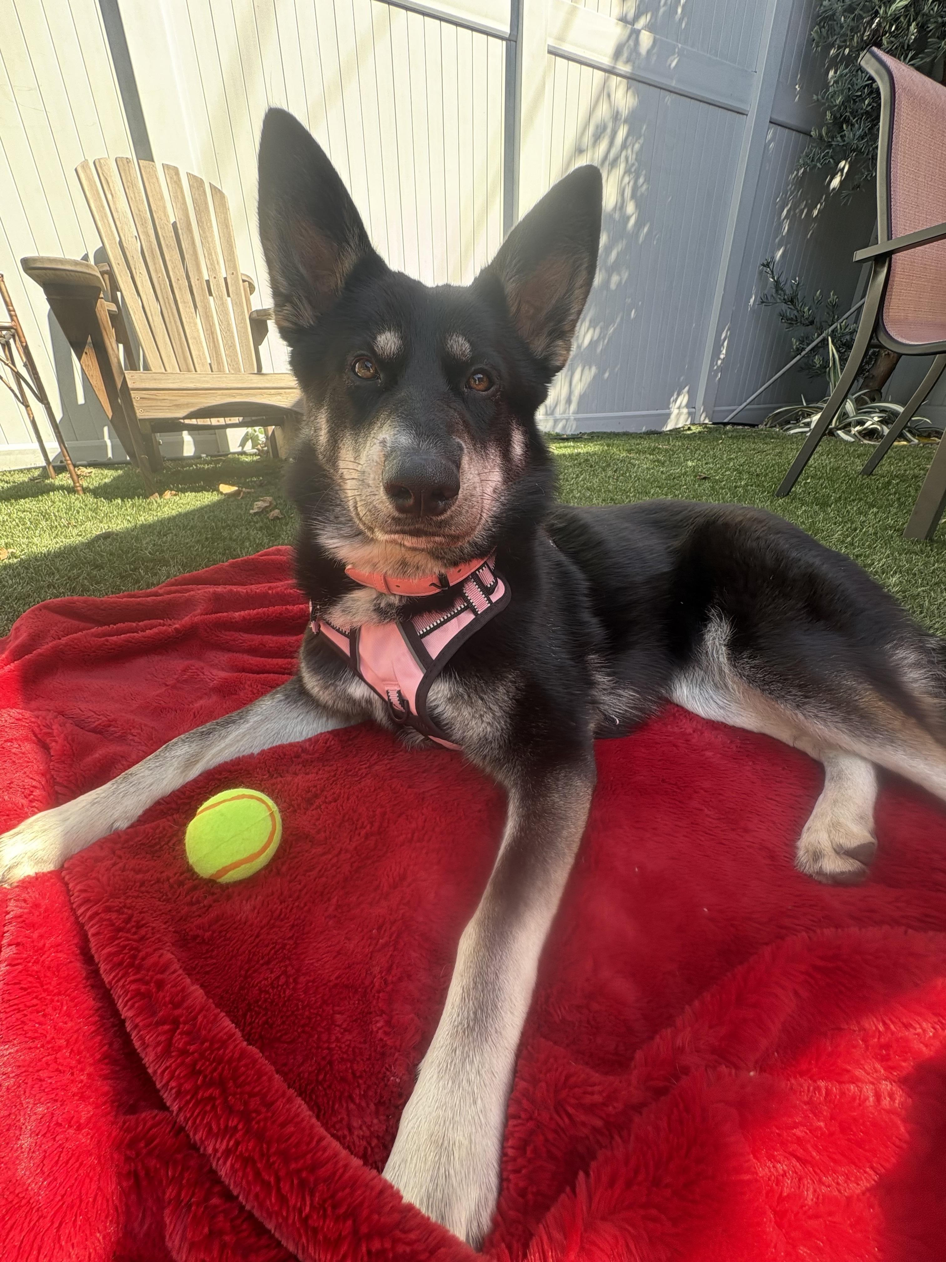 Rosie, Adoptable, Young Female German Shepherd Dog.