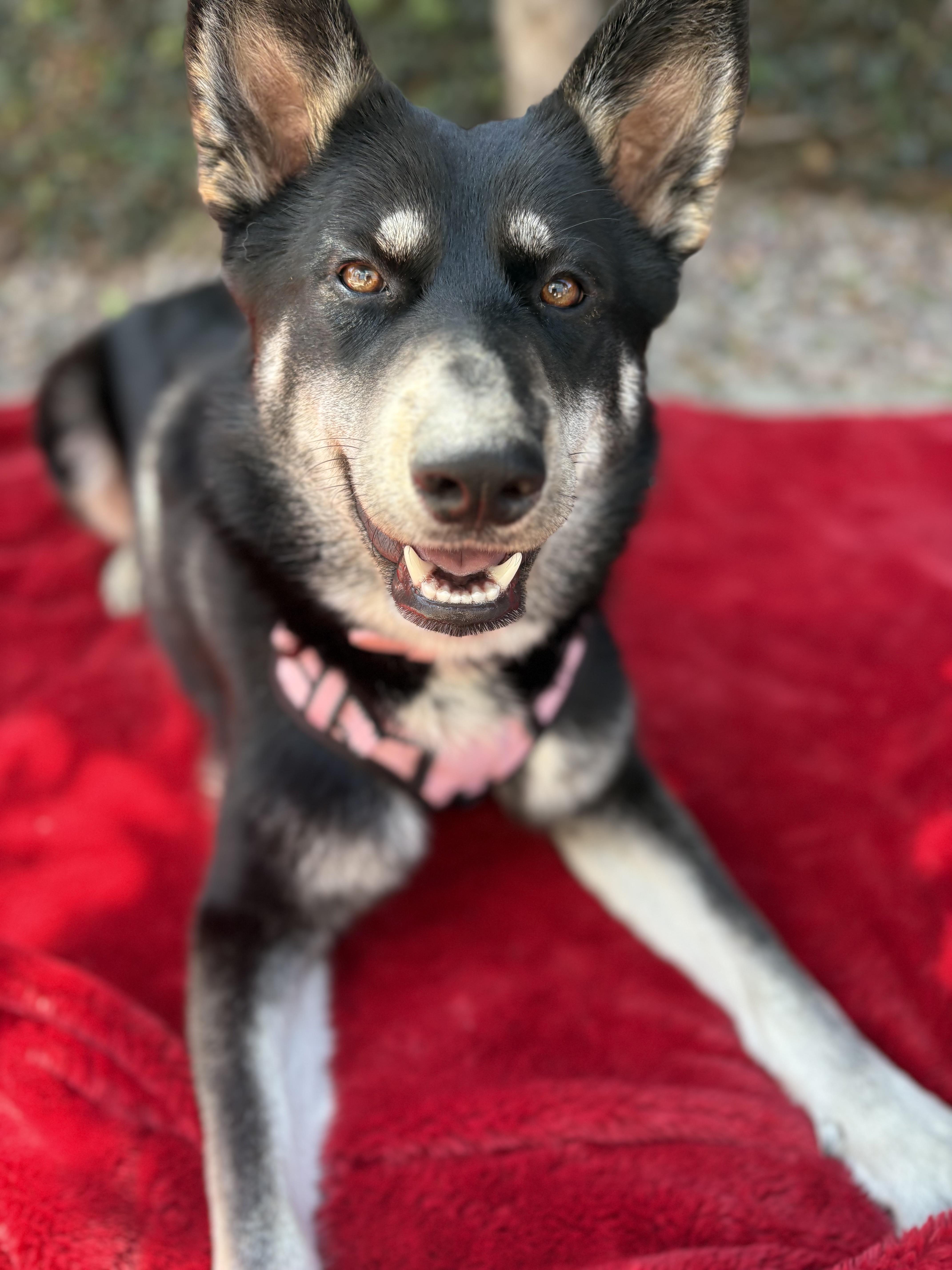 Enlarge Rosie, a Adoptable German Shepherd Dog in San DIego, CA image 2/6