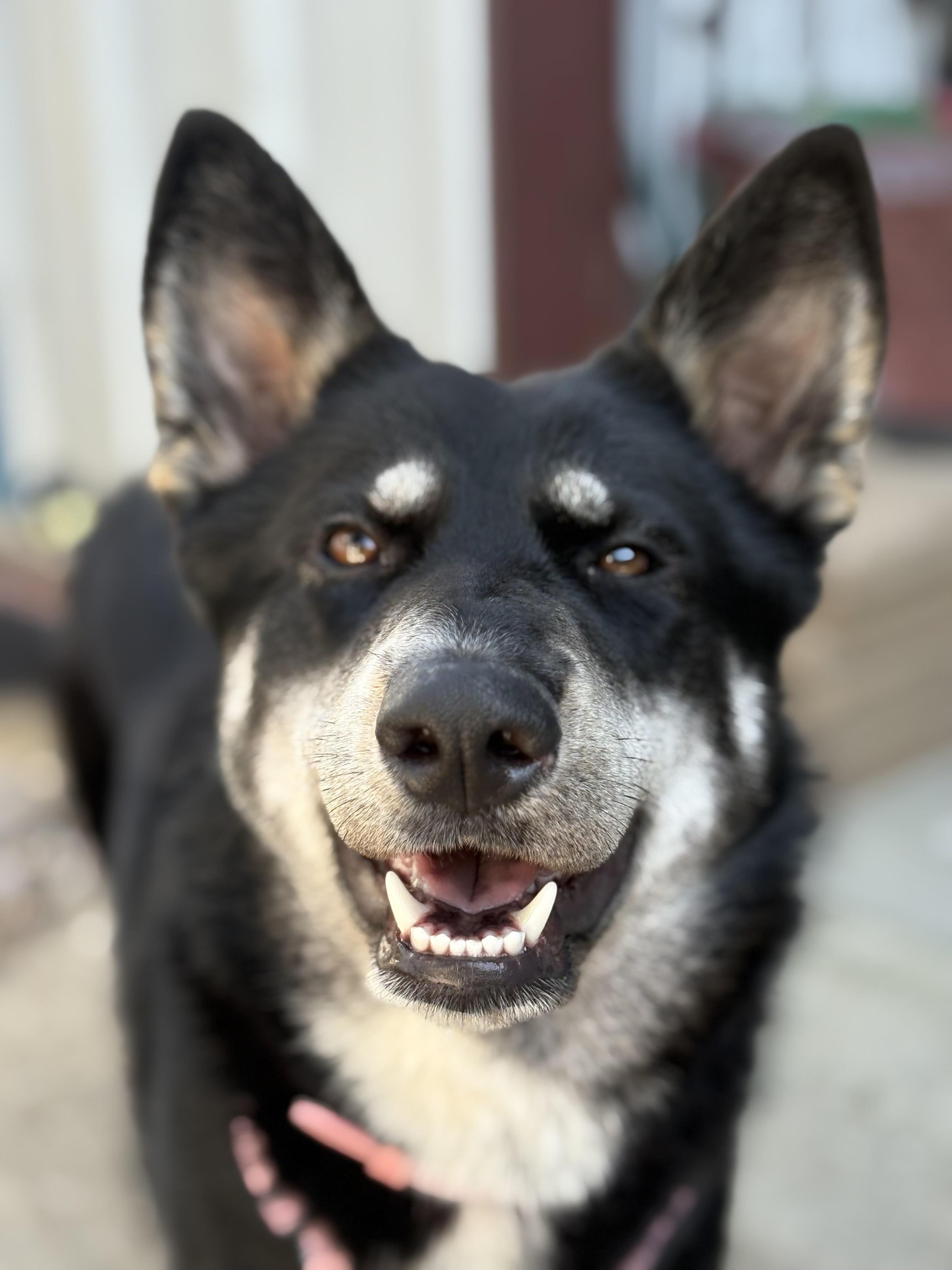 Enlarge Rosie, a Adoptable German Shepherd Dog in San DIego, CA image 3/6